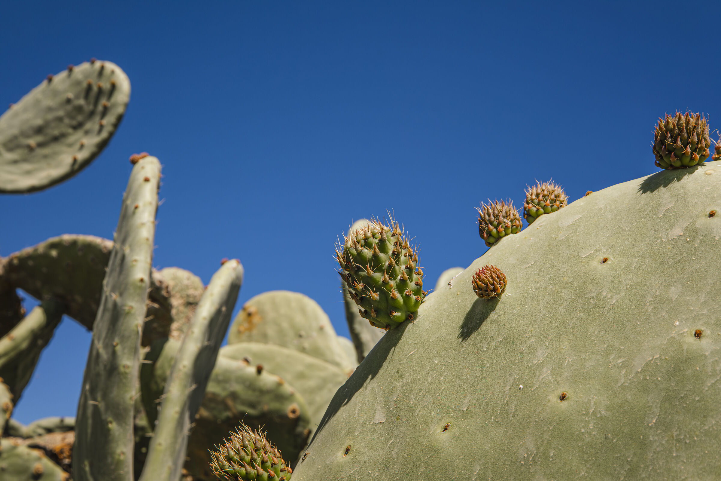 Opuntia ficus-indica