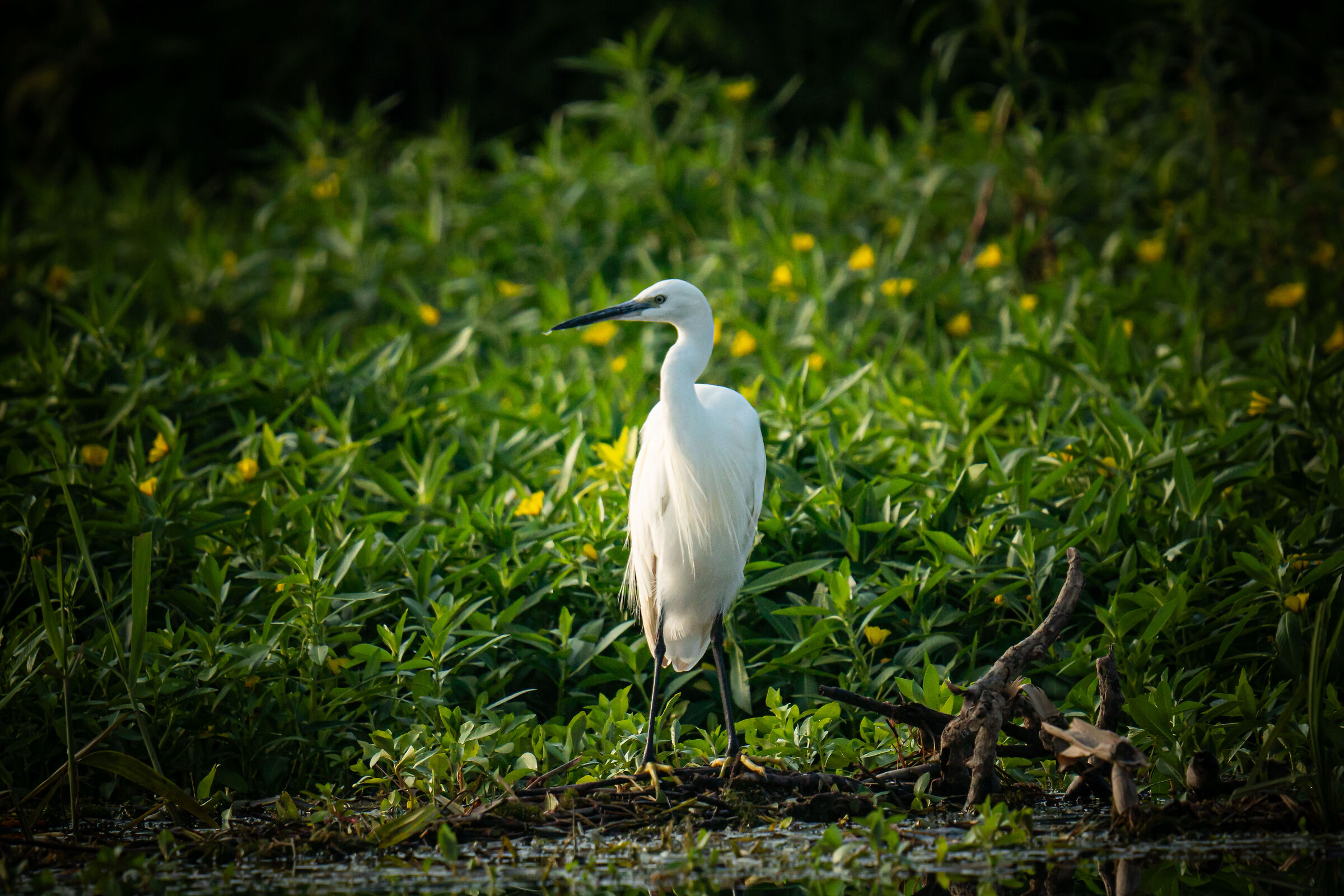 Egretta - Mincio 2023