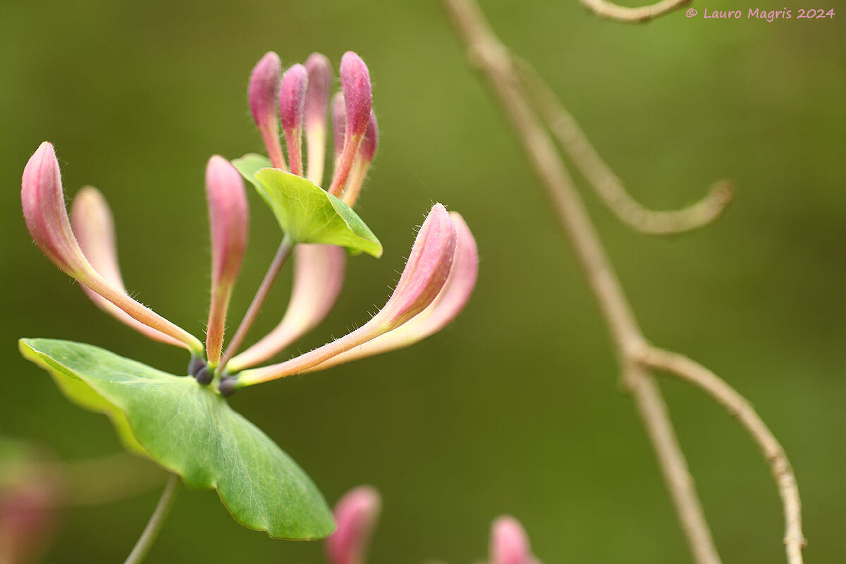 Honeysuckle