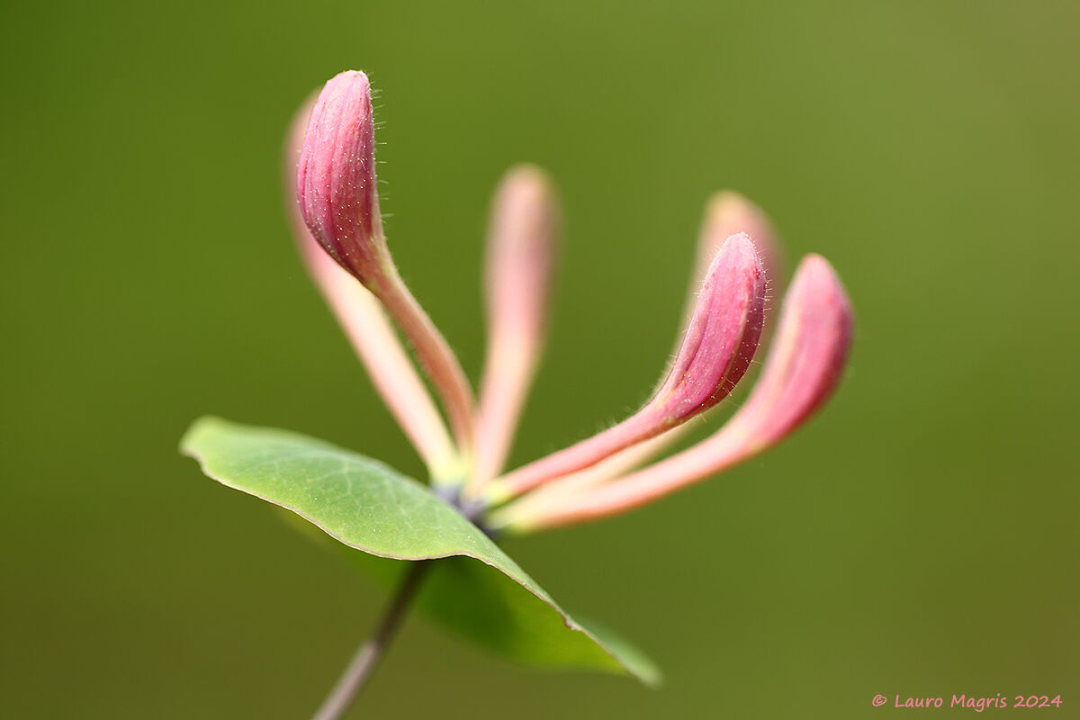 Caprifoglio comune particolare