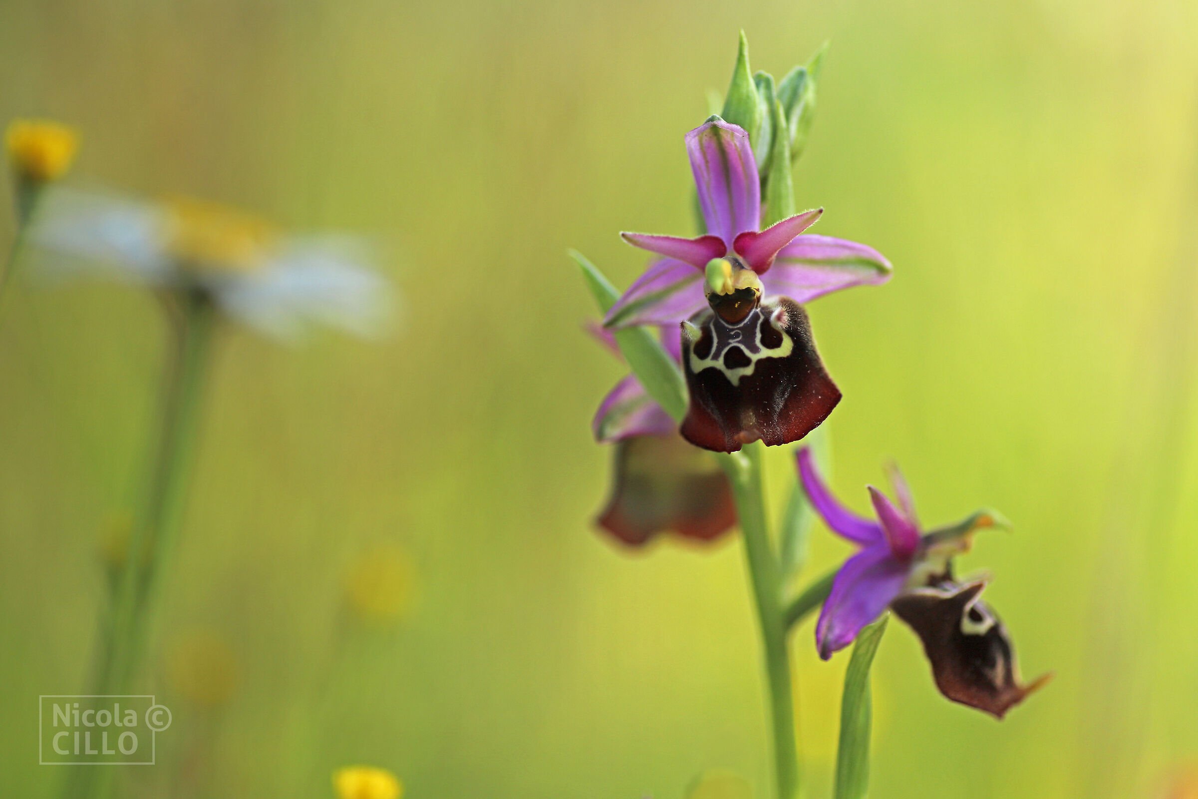 Ophrys fuciflora subsp apulica