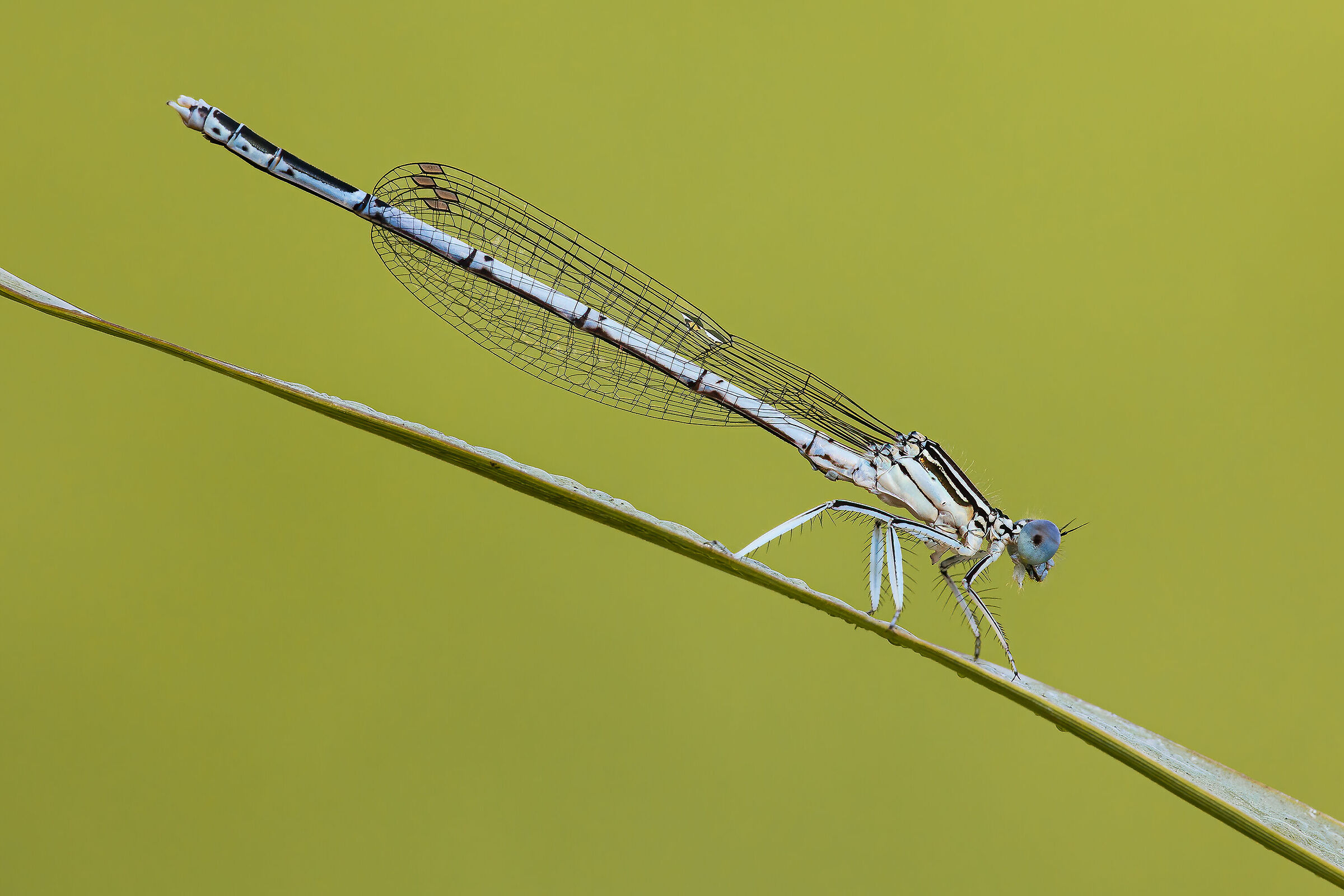 Platycnemes pennipes