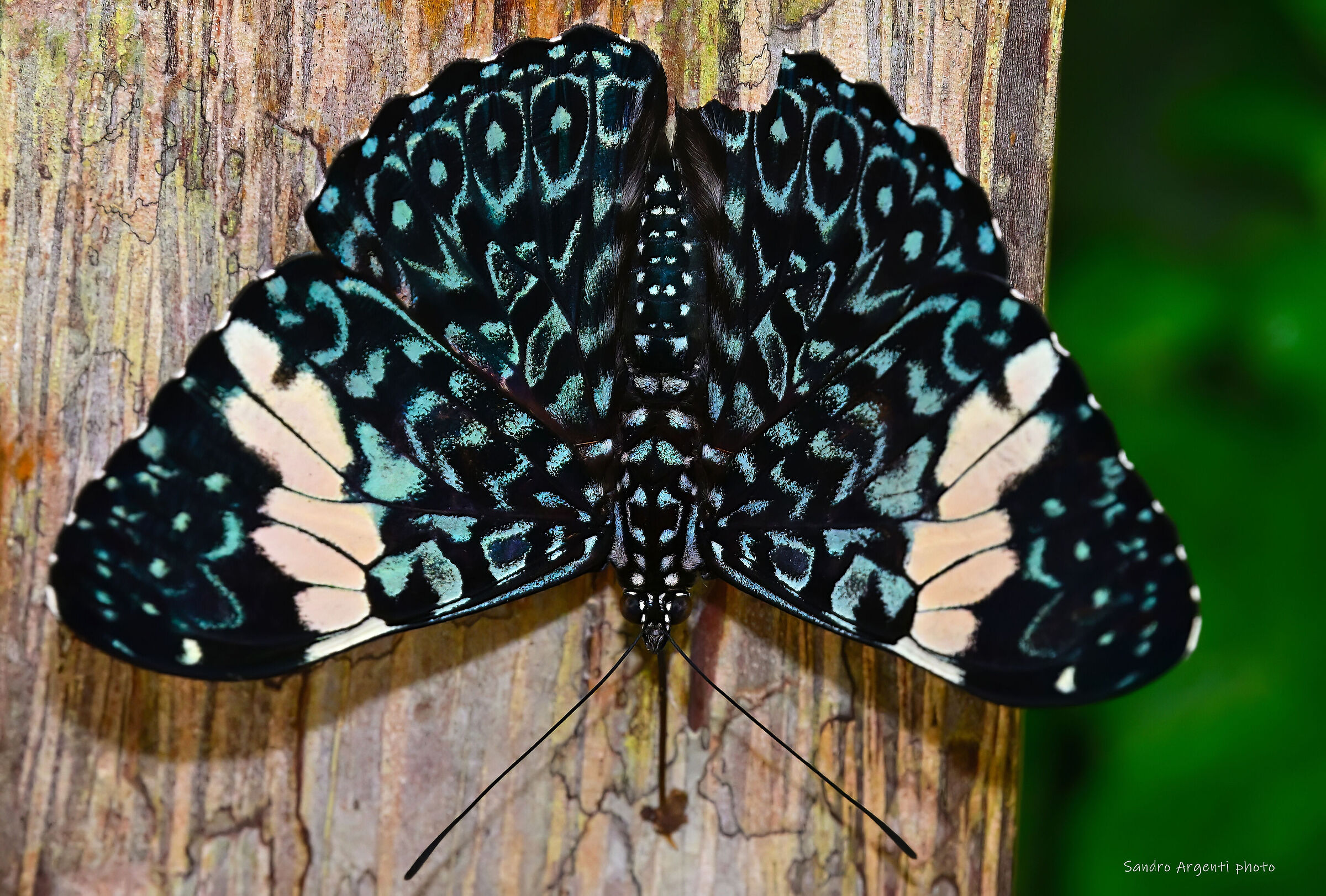 Particolari colori di una farfalla. Ecuador.