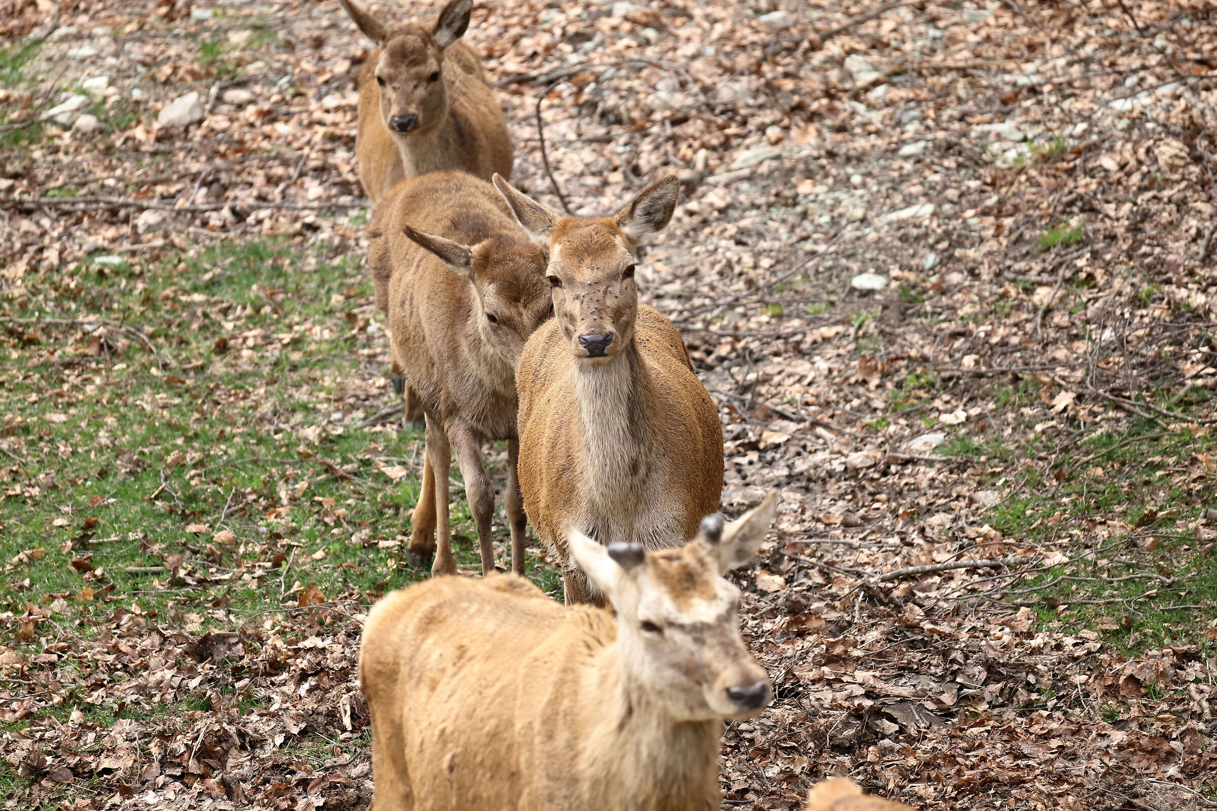 Wildlife Observatory