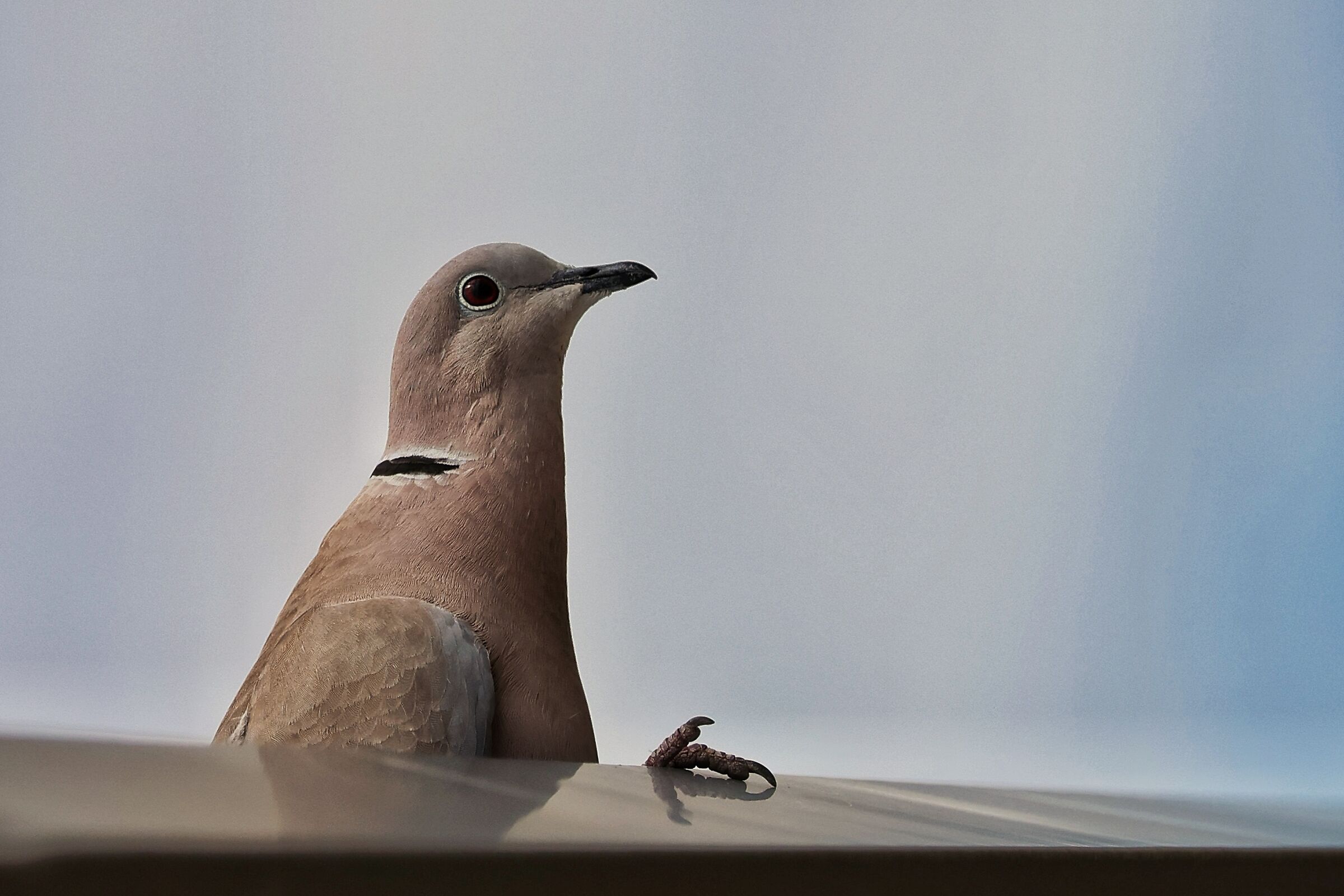 Al banco degli imputati _ Streptopelia decaocto