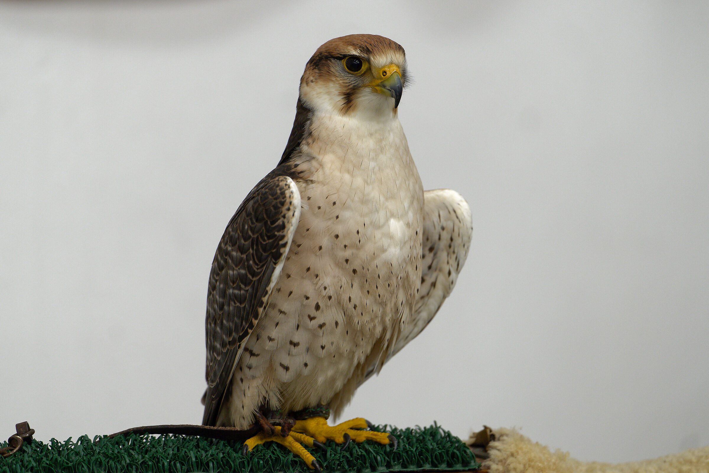 falcon