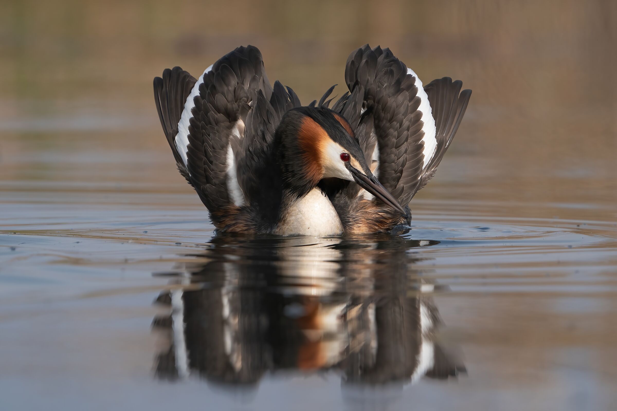 Great crested grebe