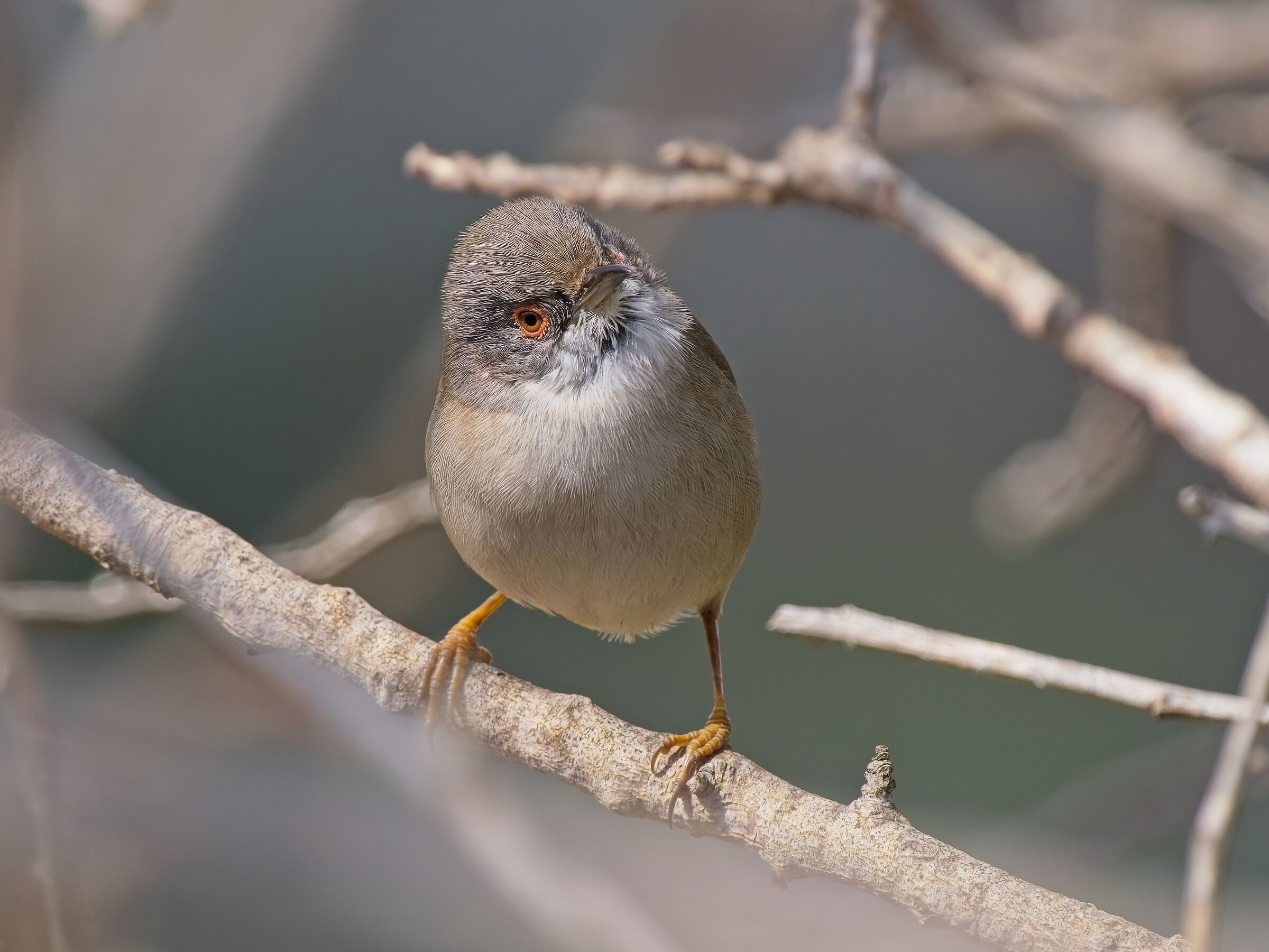 Oops, a human! (Occhiocotto f)