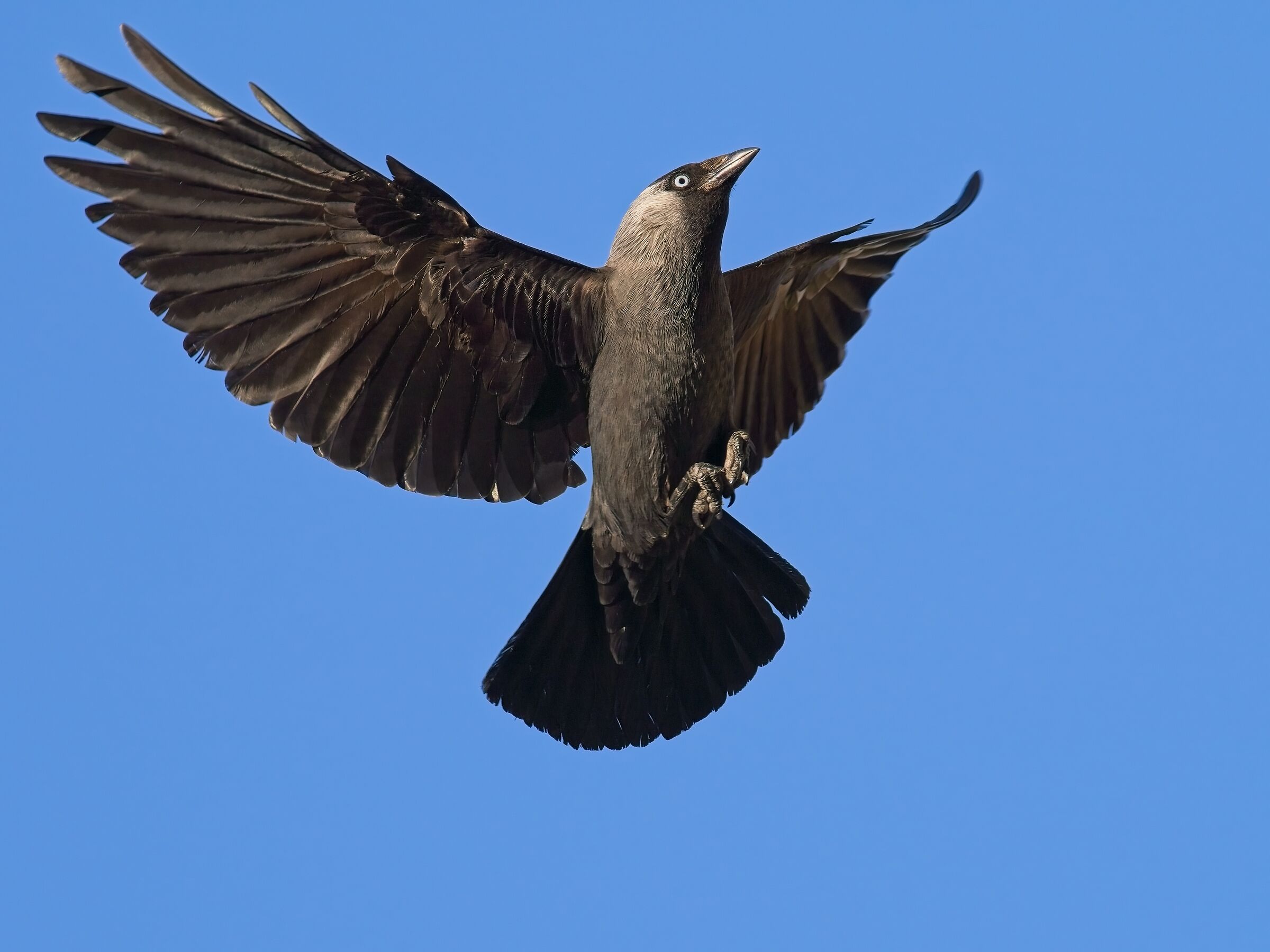 "The Holy Spirit" of the Jackdaw