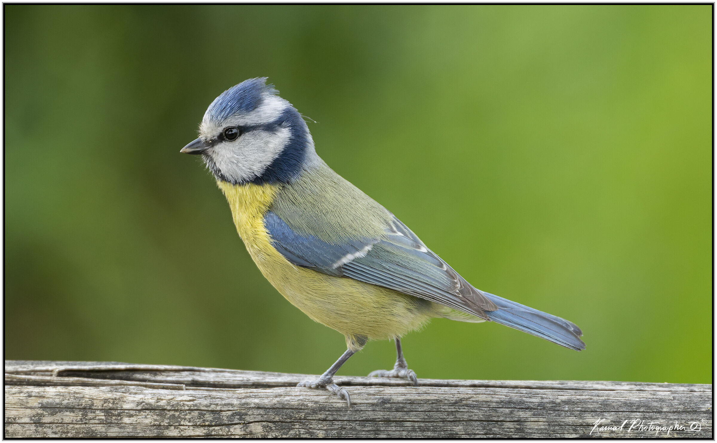 Cyanistes caeruleus