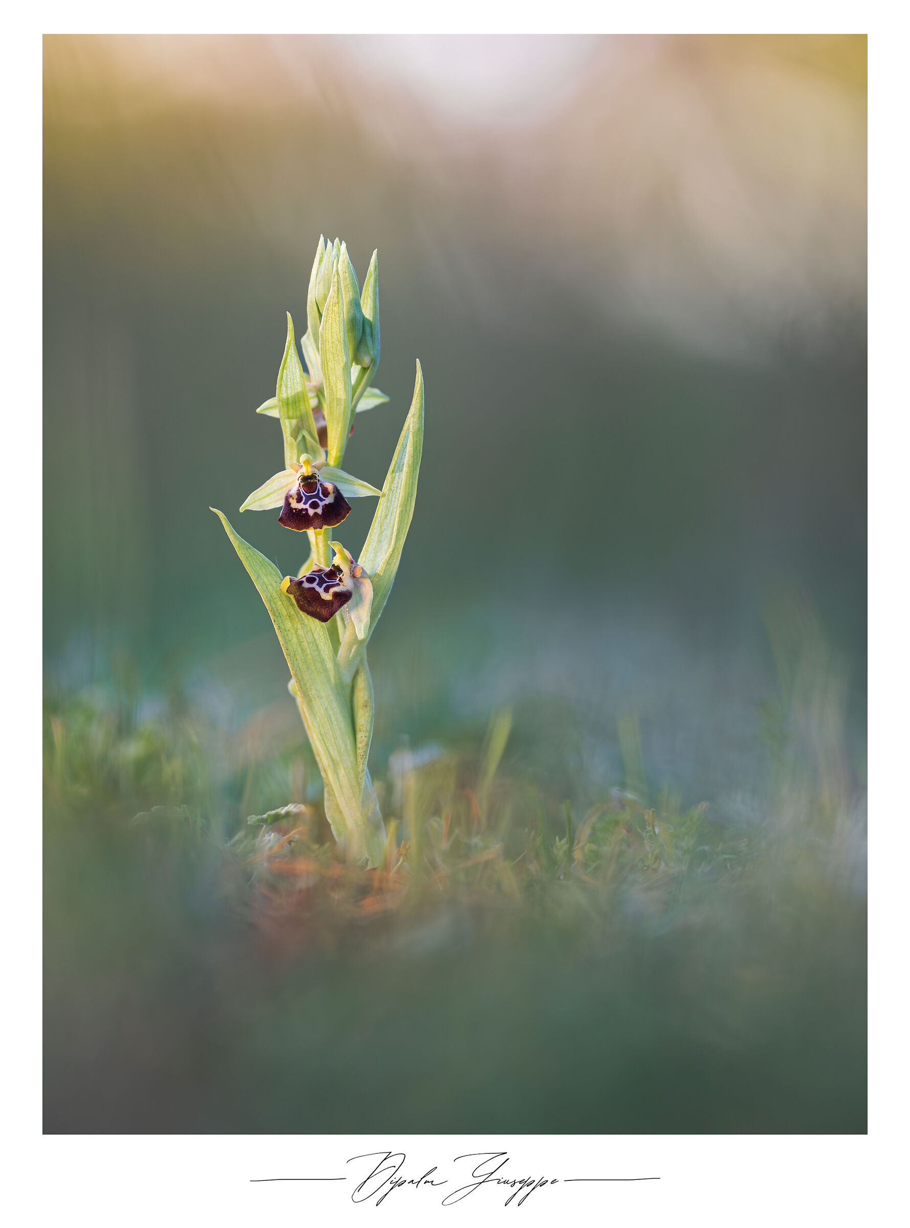 Ophrys oxyrrhynchos subsp. celiensis
