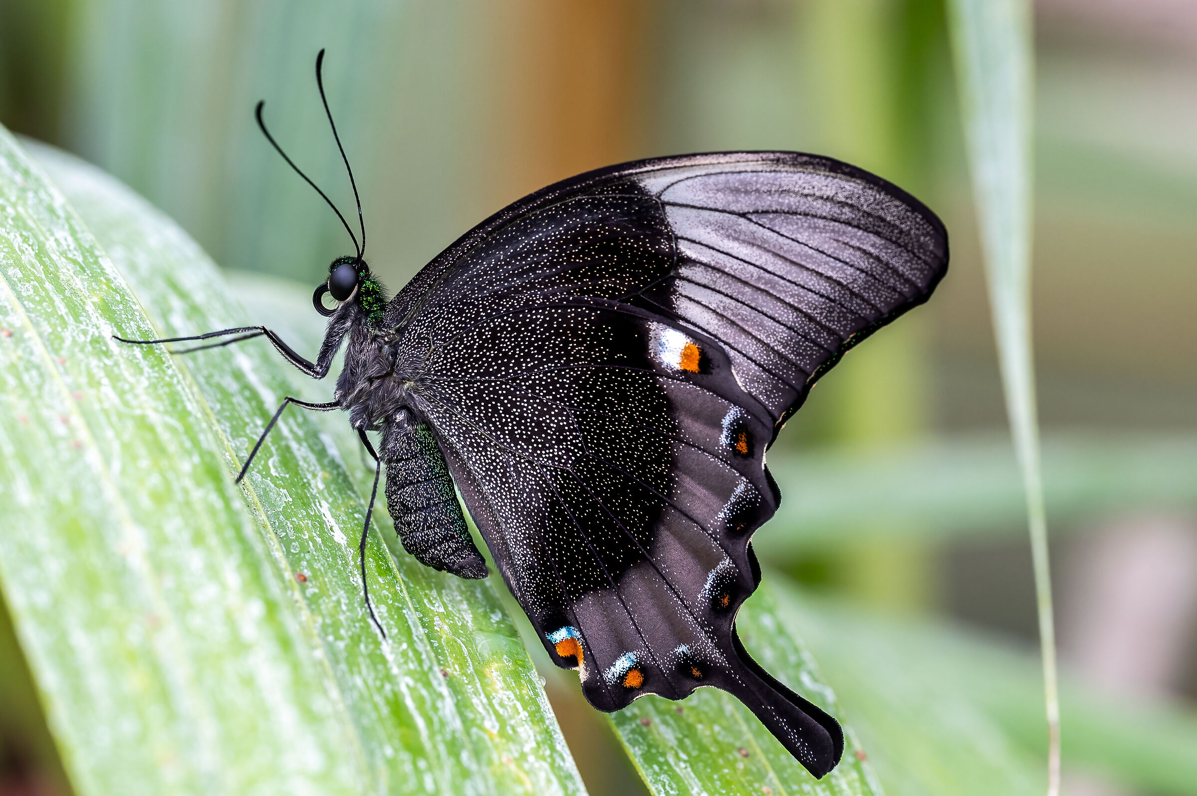 Papilio palinurus (closed wings)
