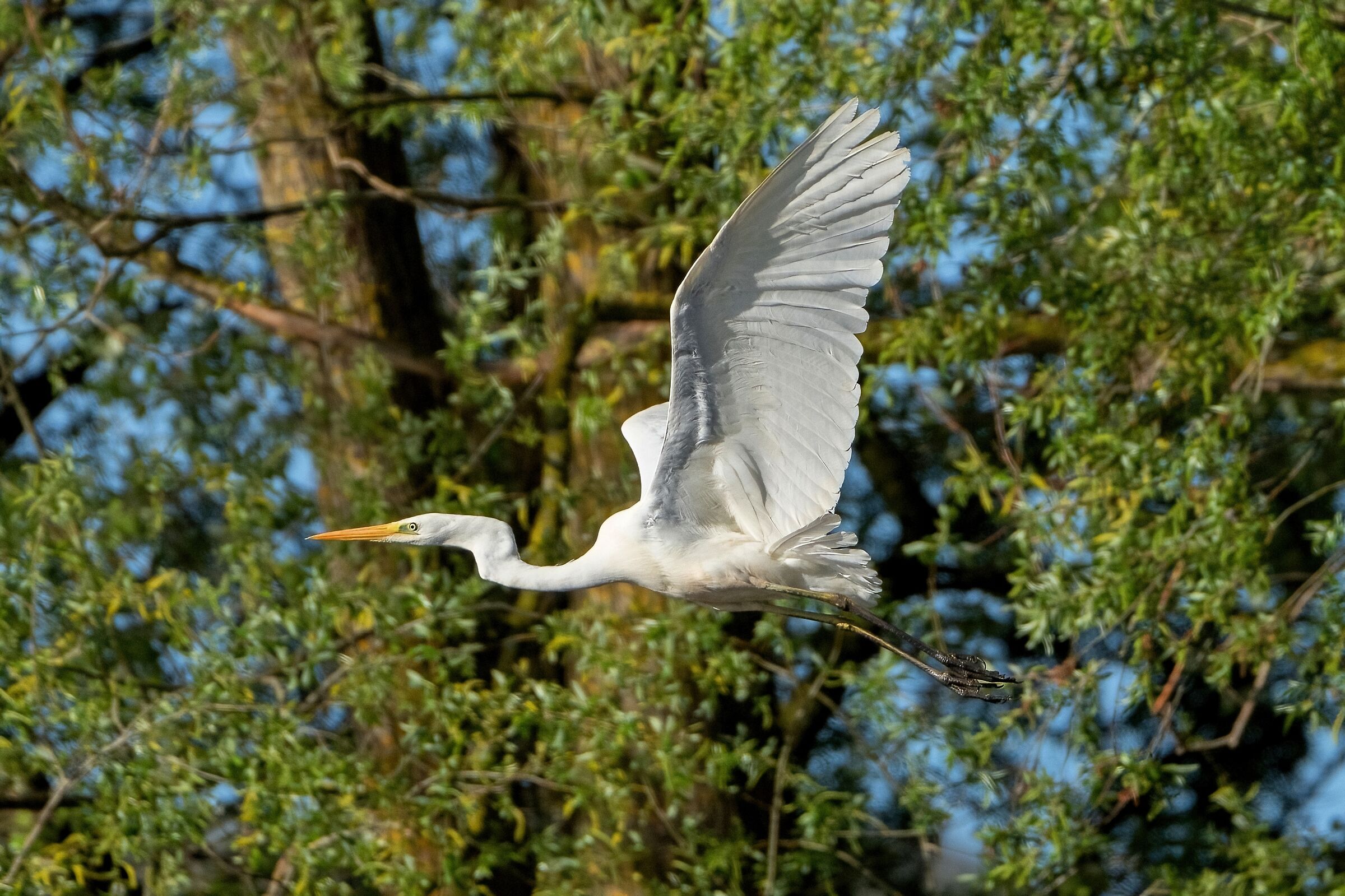 Airone bianco maggiore (Casmerodius albus)