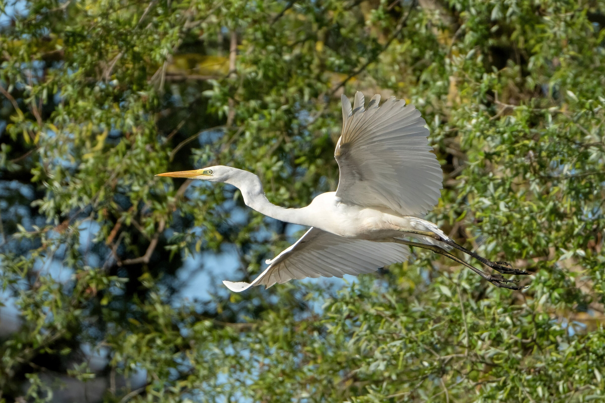 Airone bianco maggiore (Casmerodius albus)