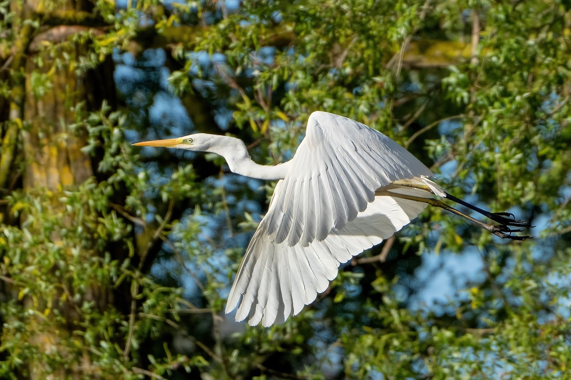 Airone bianco maggiore (Casmerodius albus)