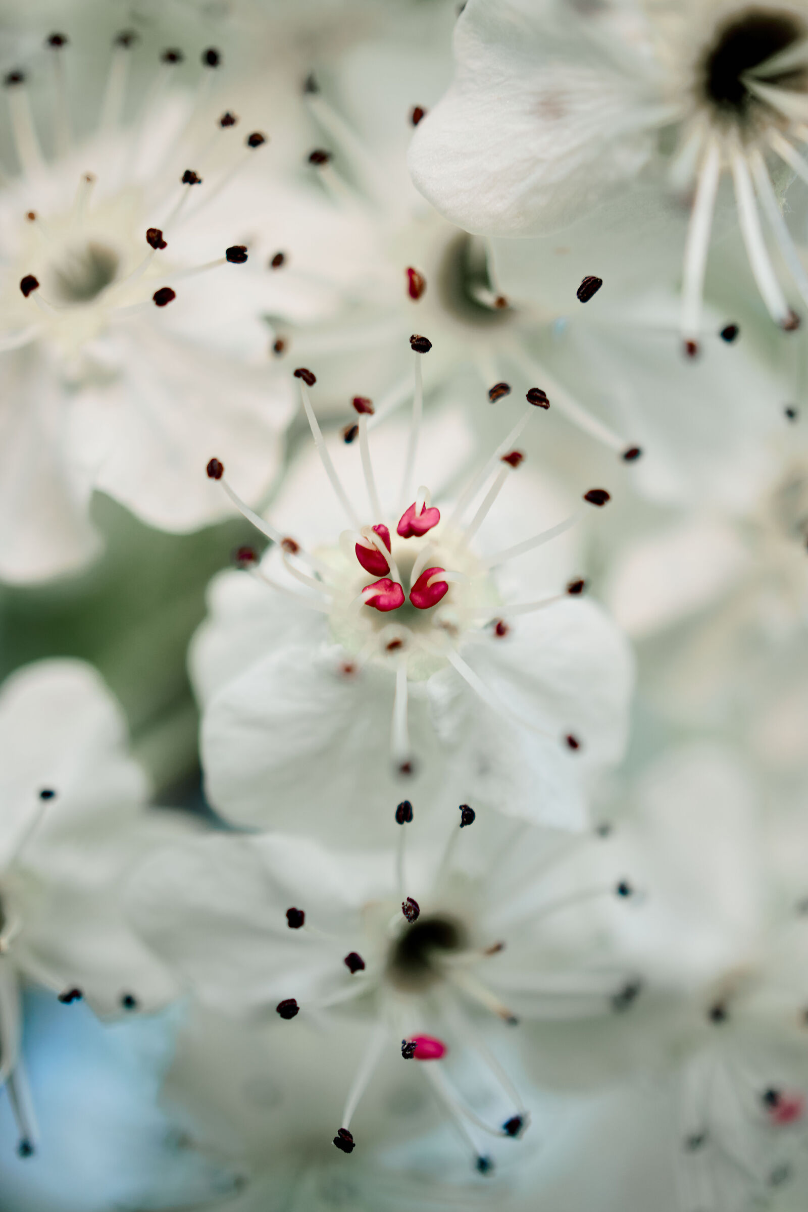 Art in Bloom