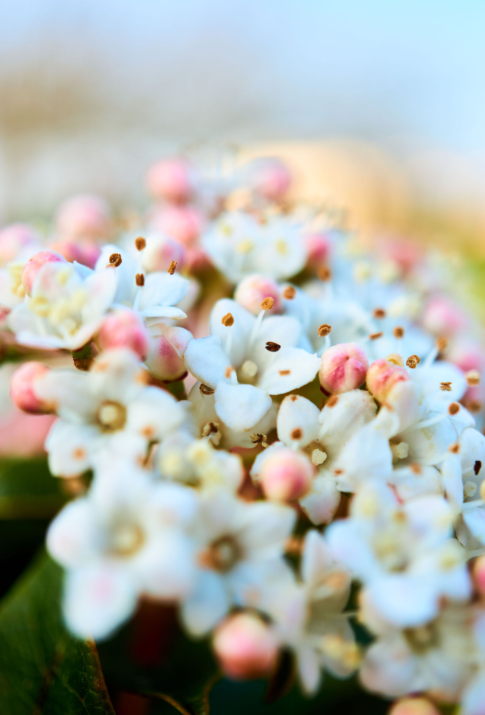 Delicate purity