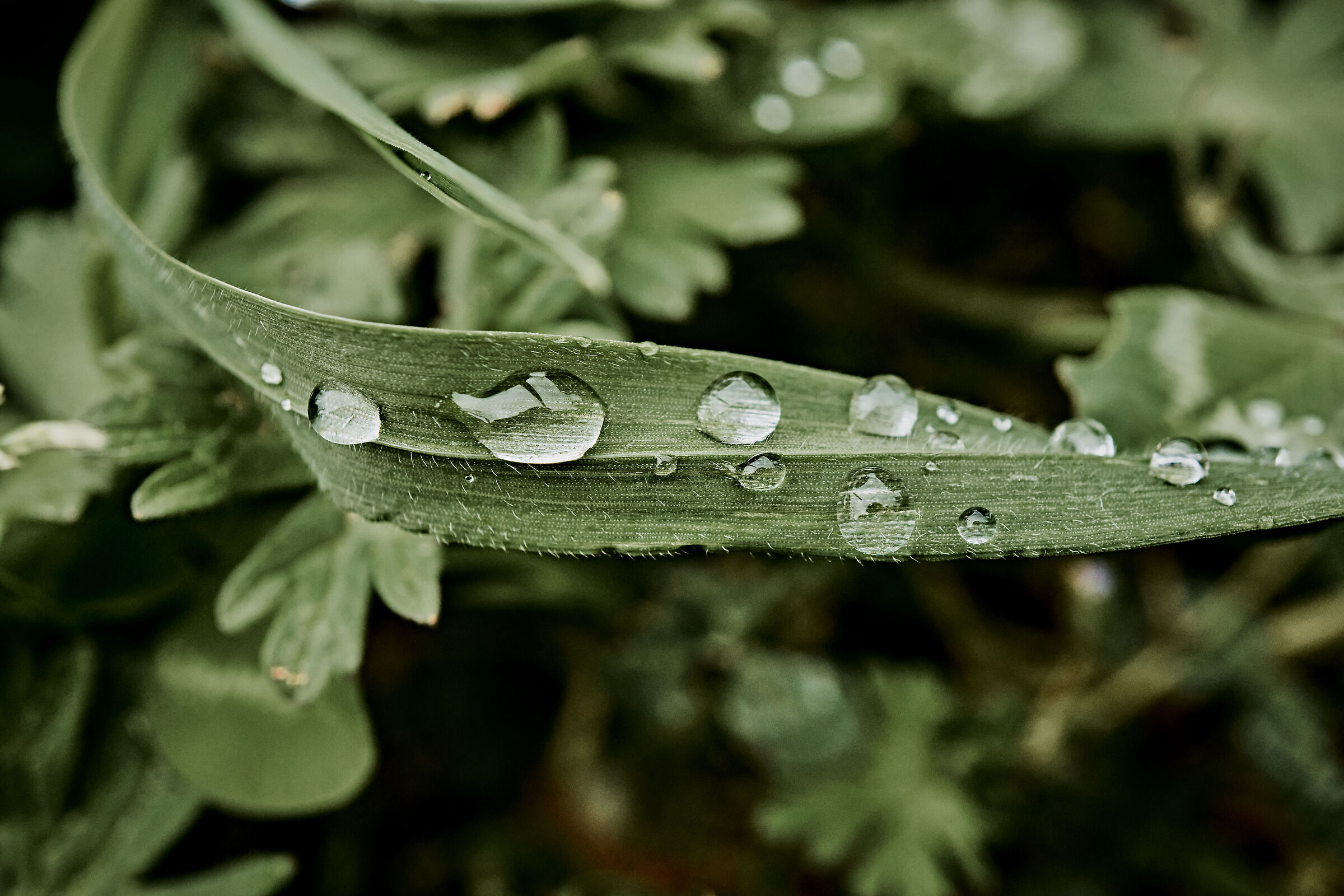 Drops only