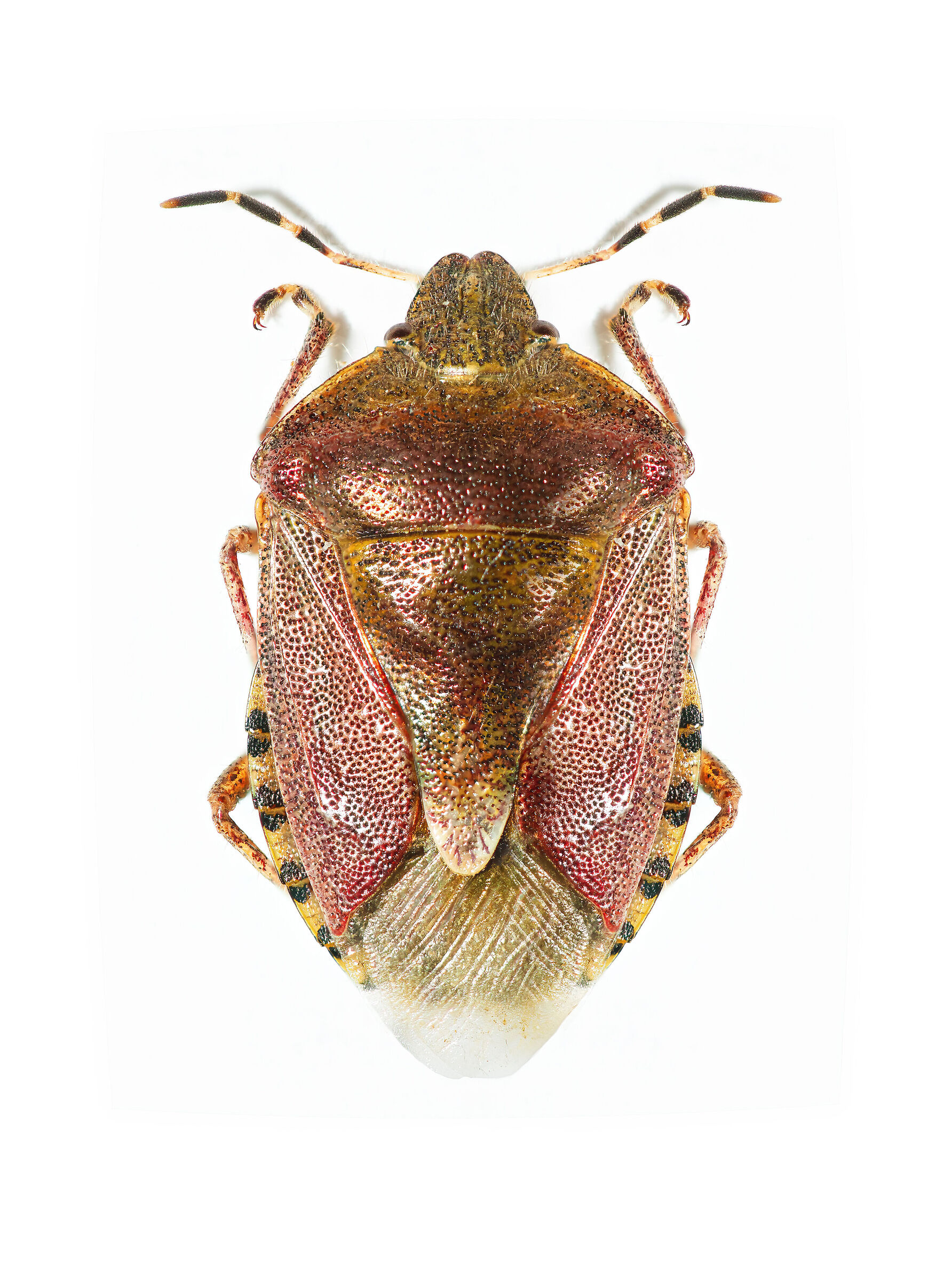 Dolycoris barrarum