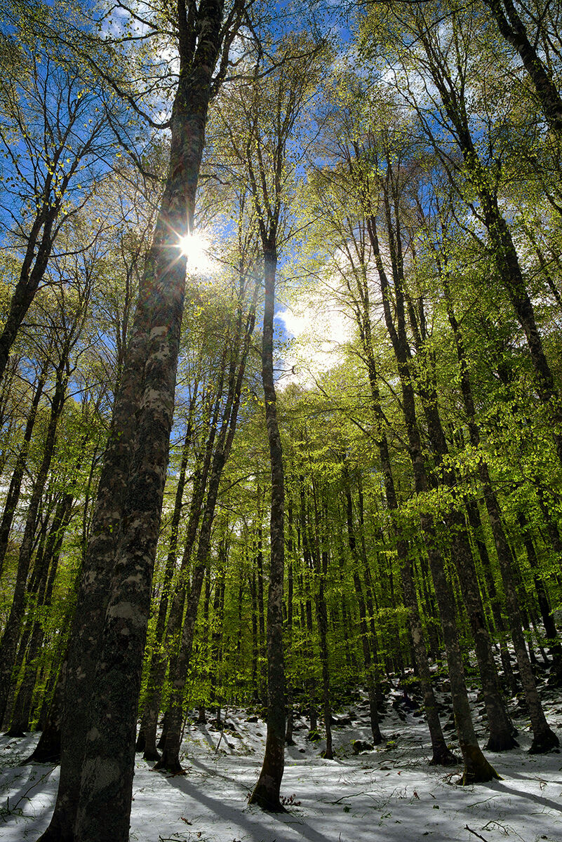 Nevicata primaverile