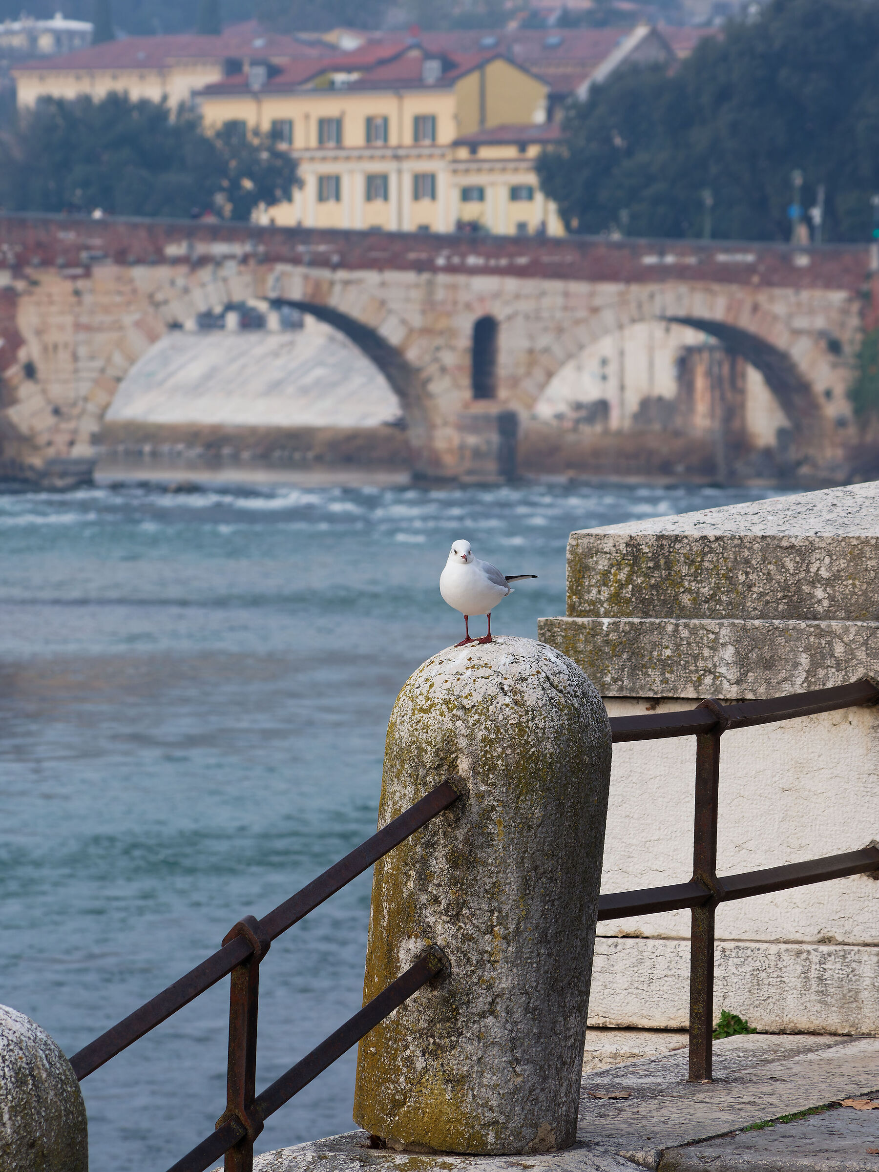 il "padrone" dell'Adige