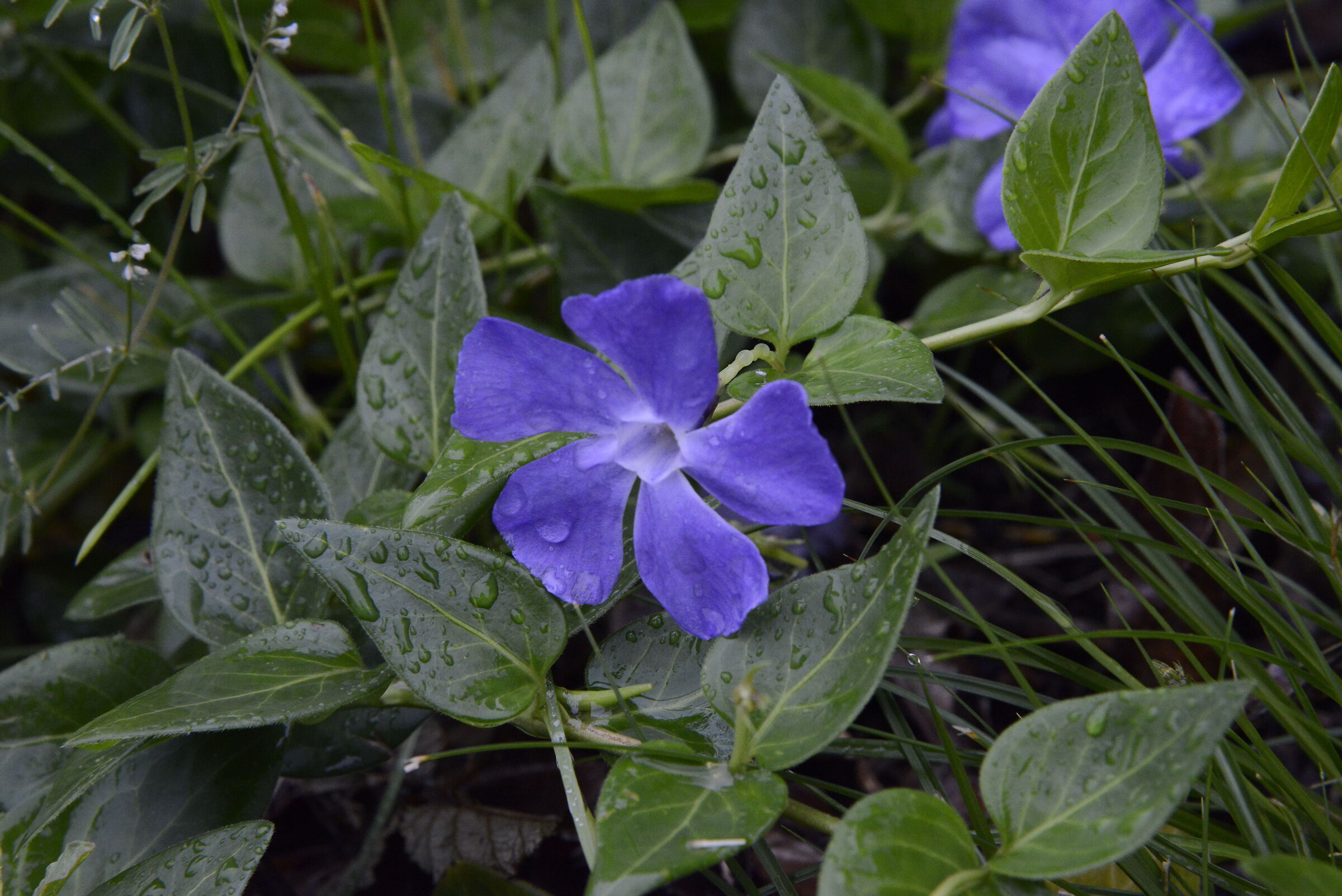 Drops of sadness