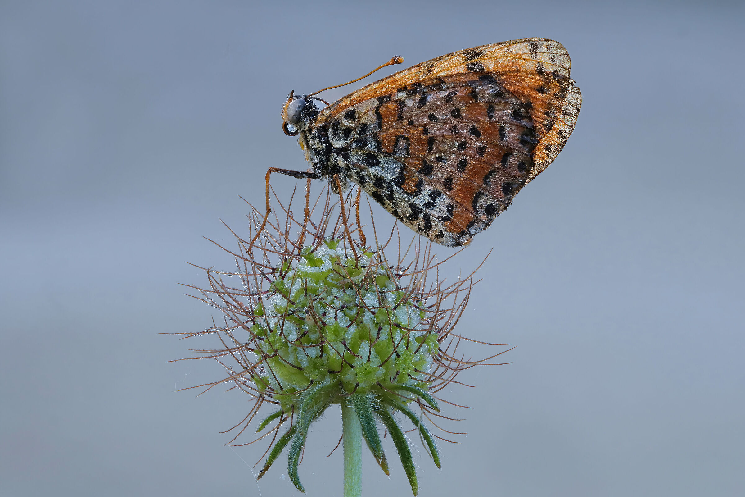 Melitaea didyma