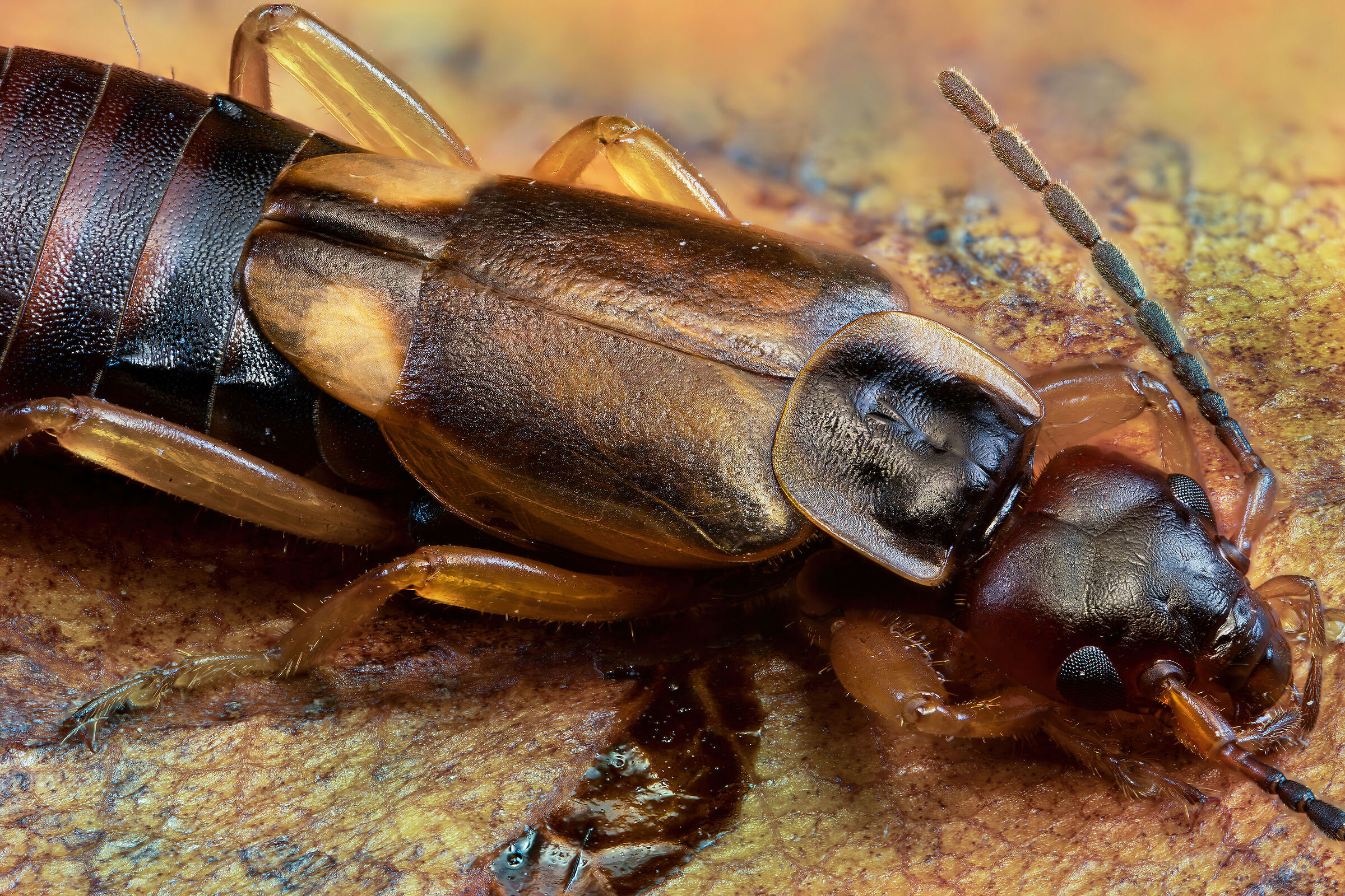 Auriculary forficula