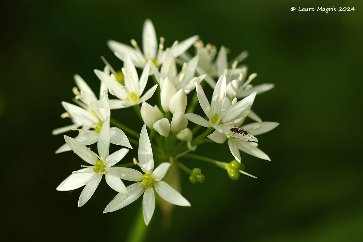 Aglio orsino con ospite