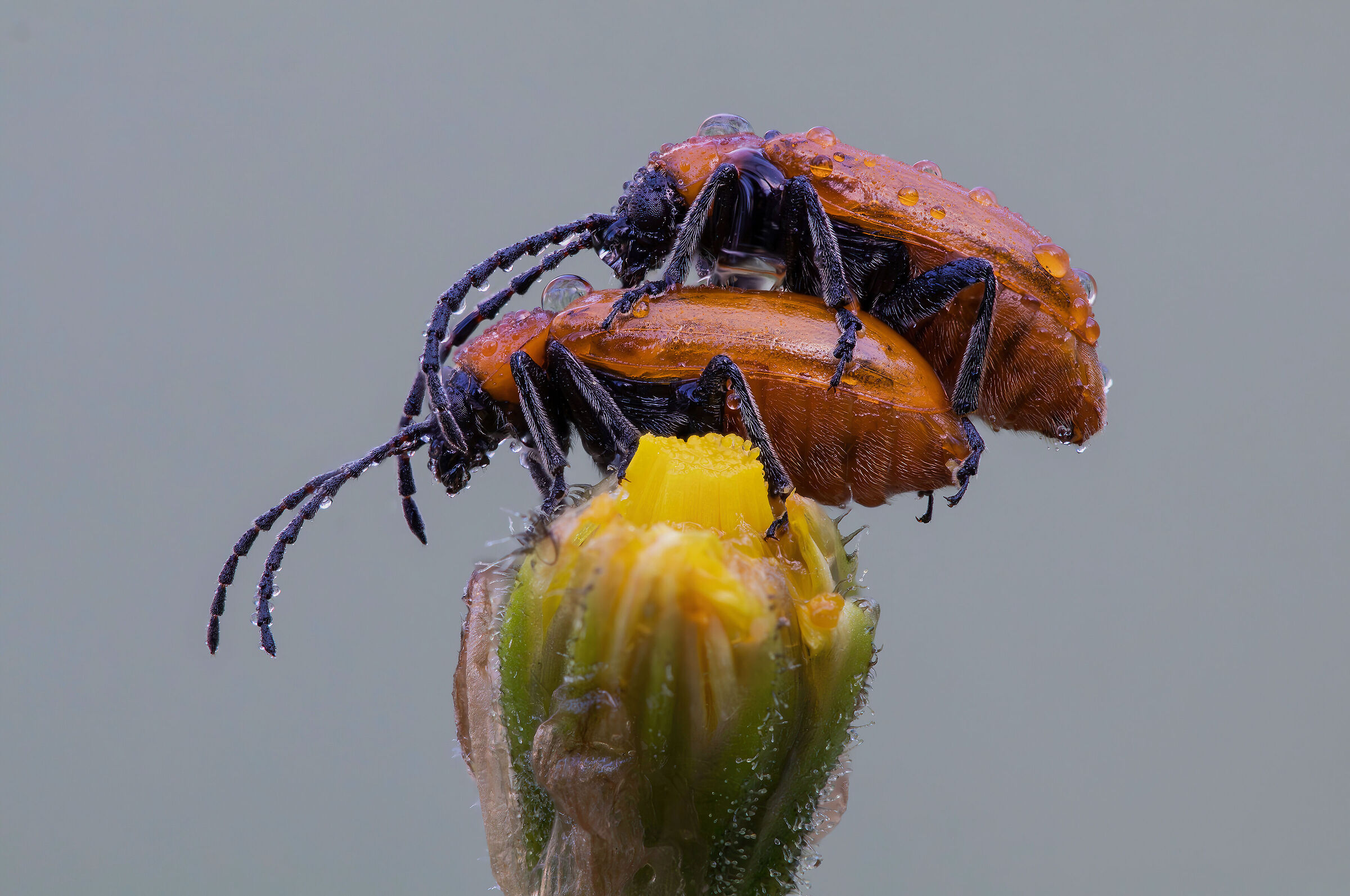 Exosoma lusitanicum and his favorite activity