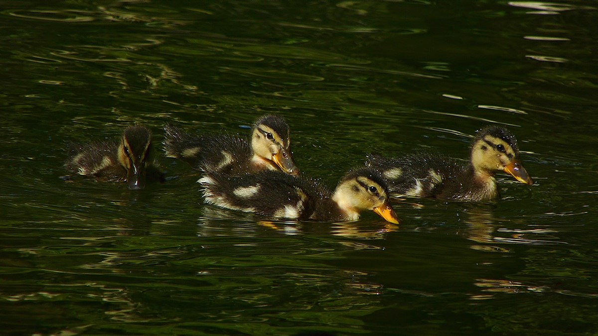 Foto di gruppo al tramonto...
