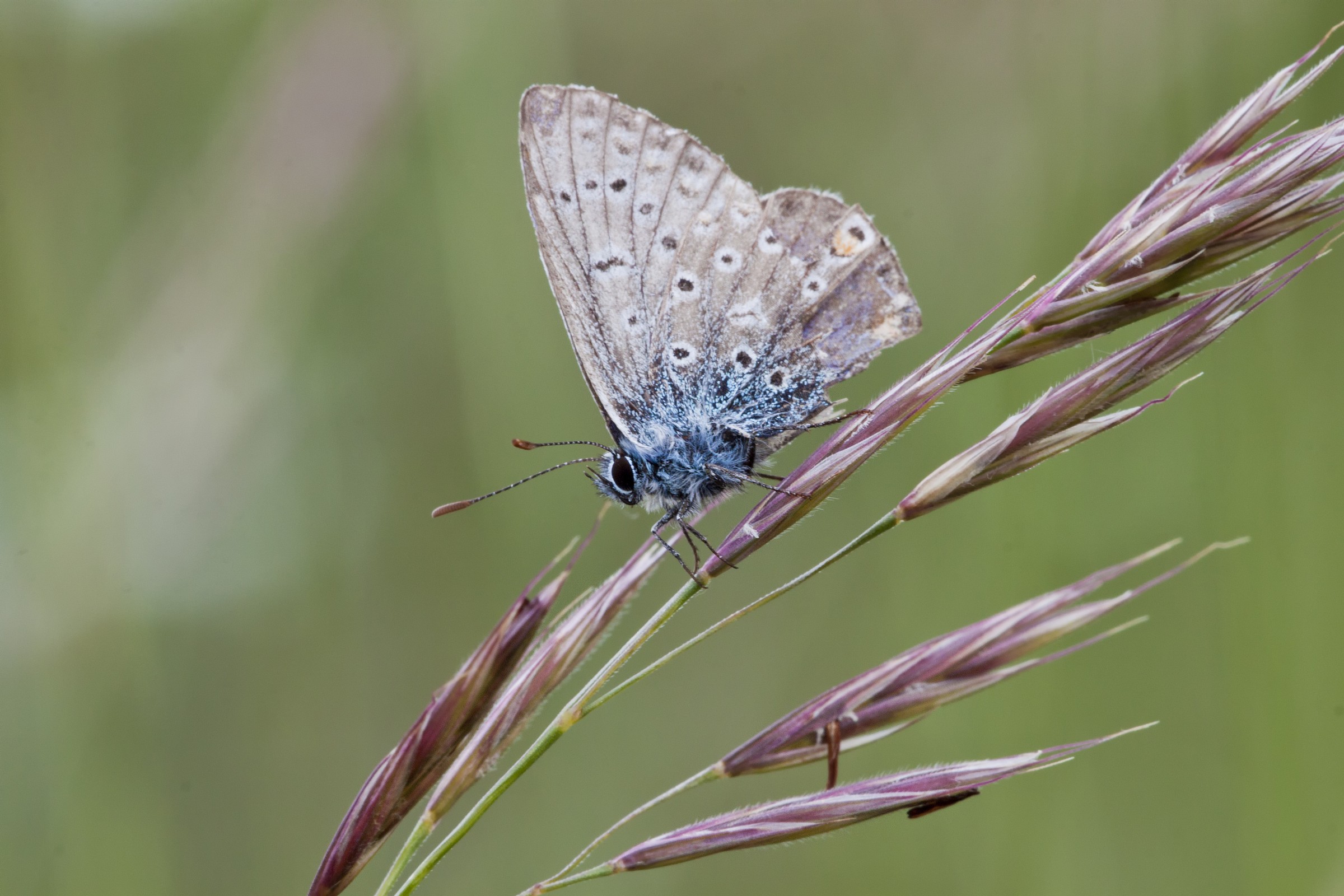 bellezza piegata dal vento