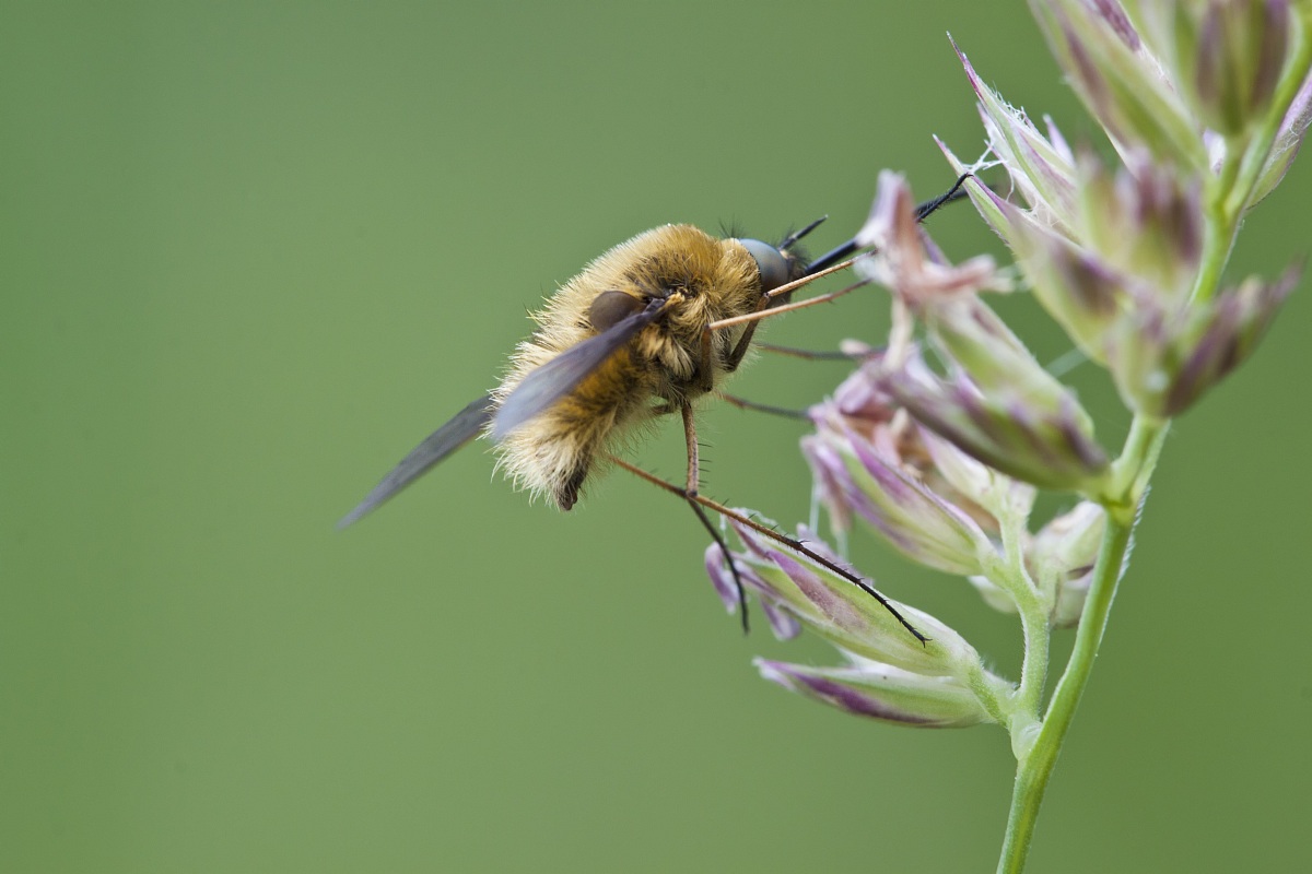 Da grande farò il colibrì
