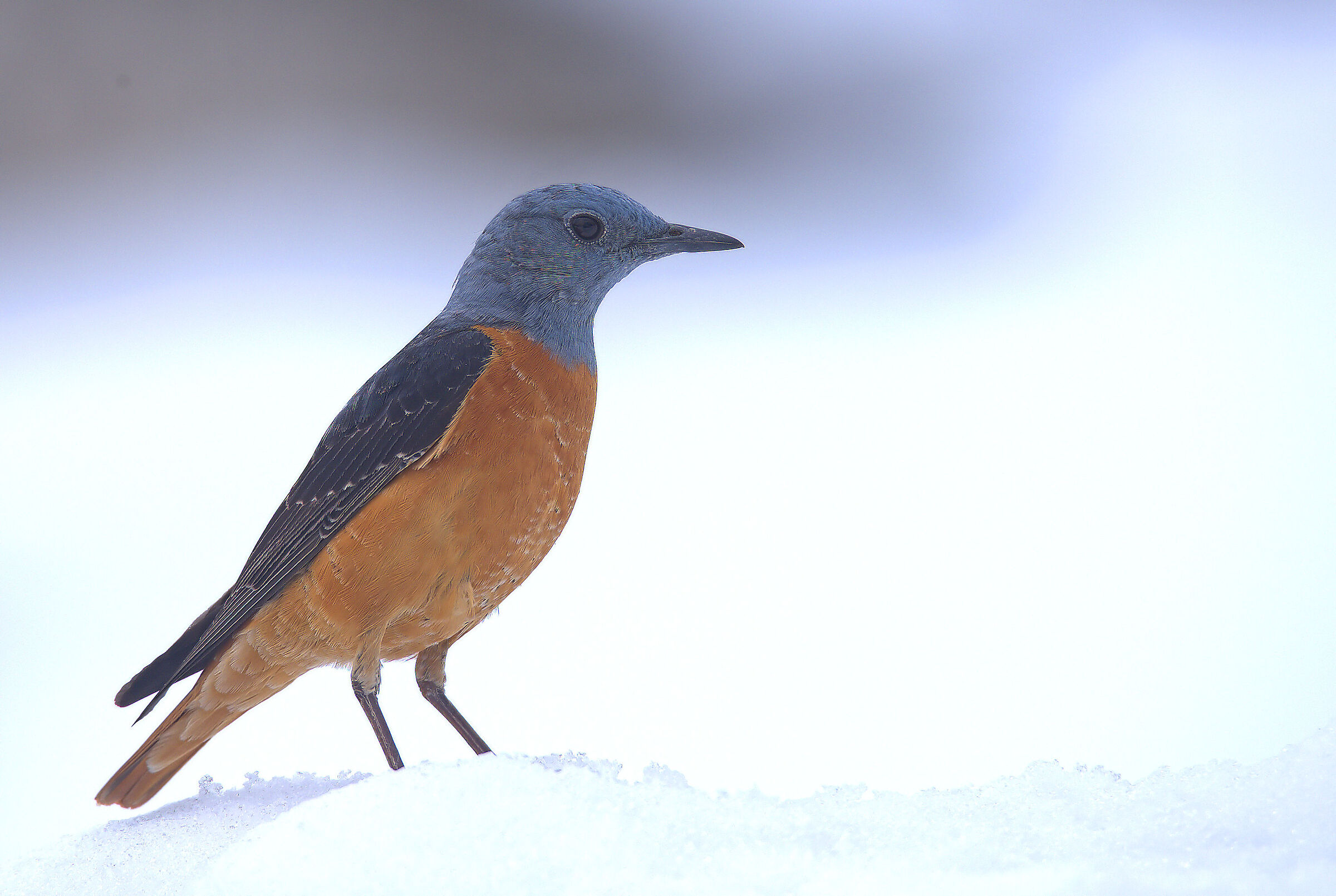 Male redstart in the snow