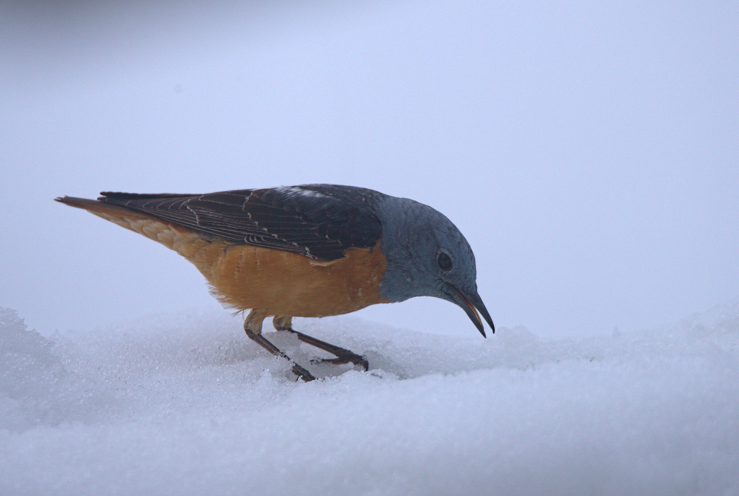 Male redstart in the snow