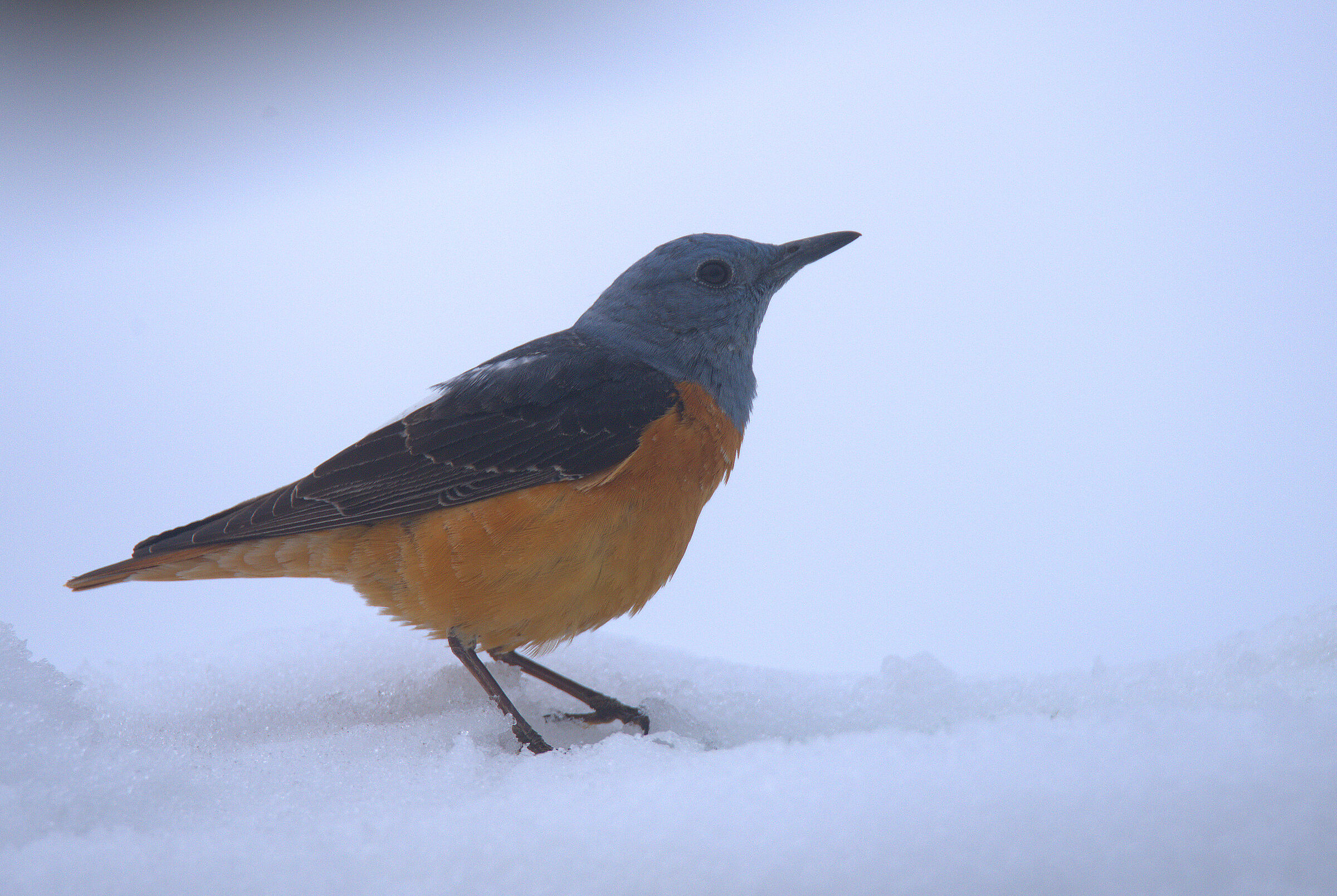 Male redstart in the snow