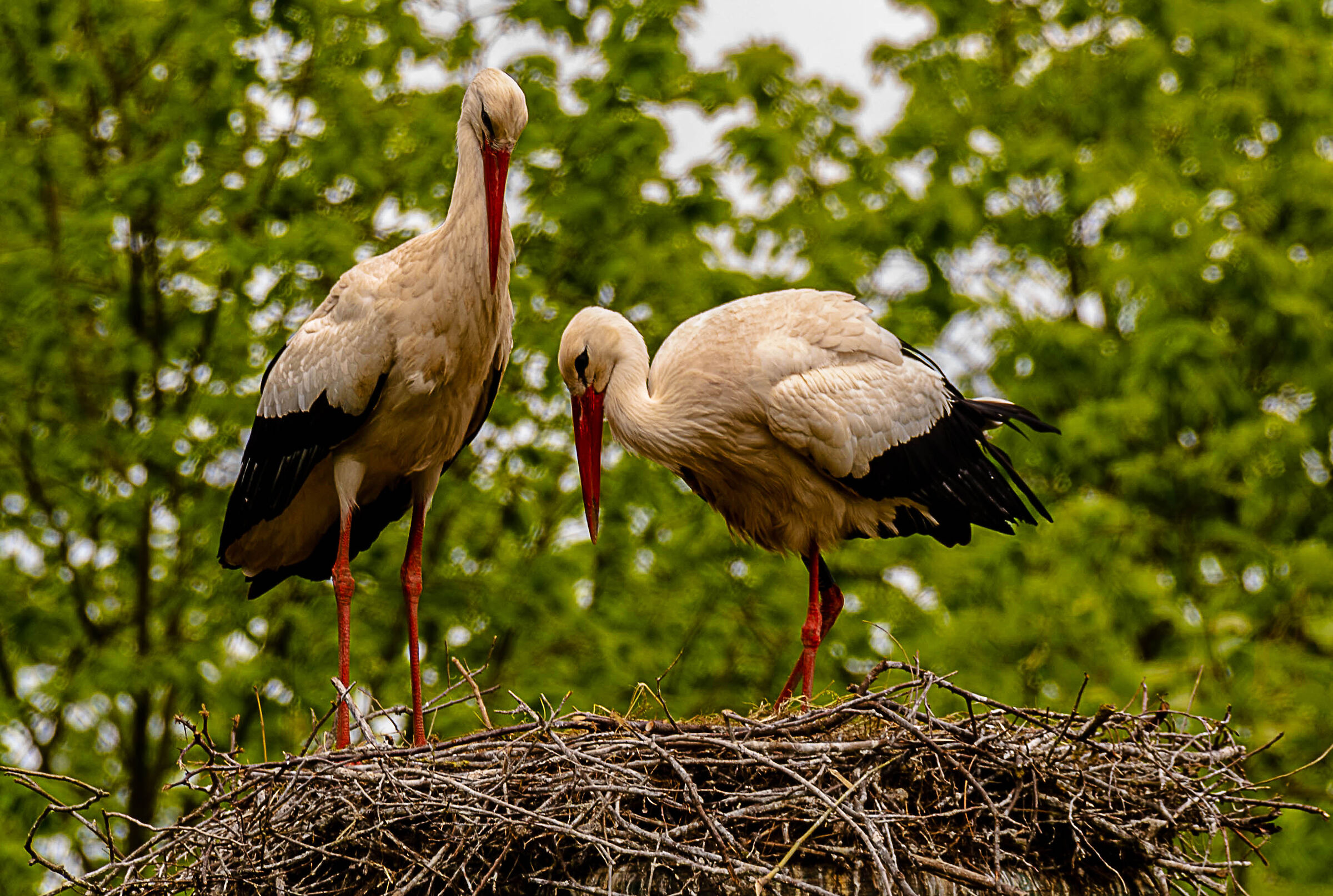 storks
