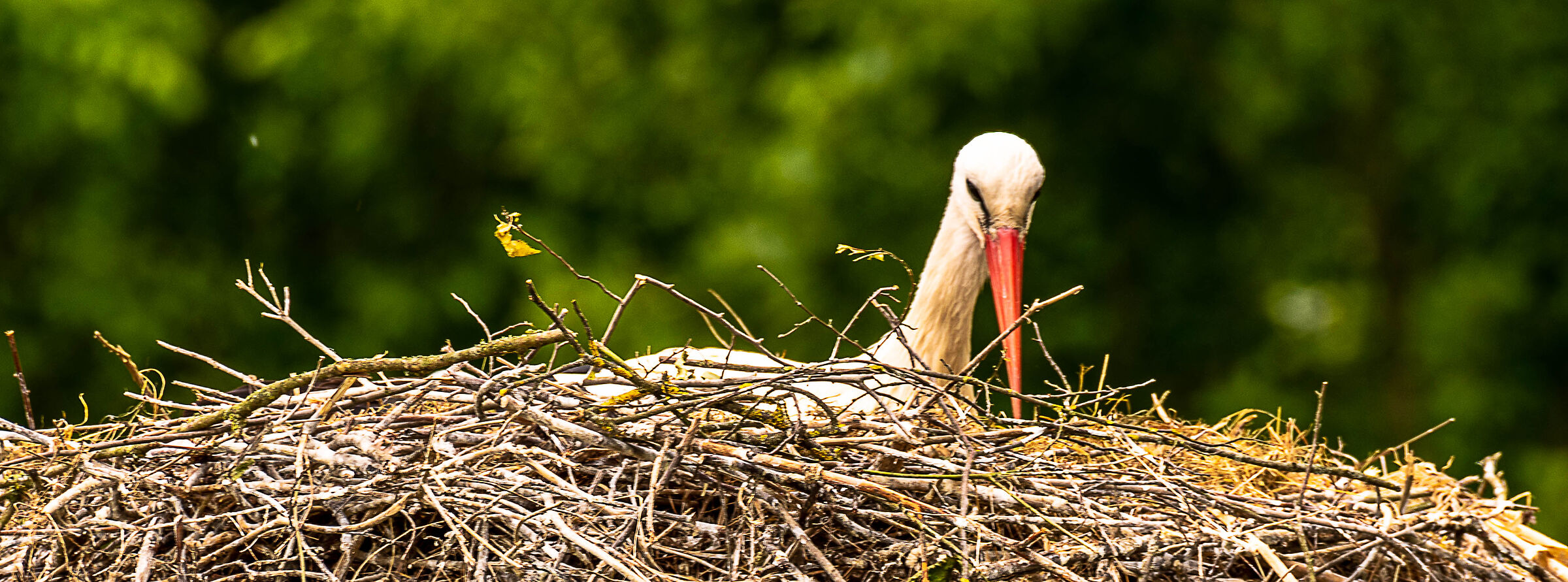 storks