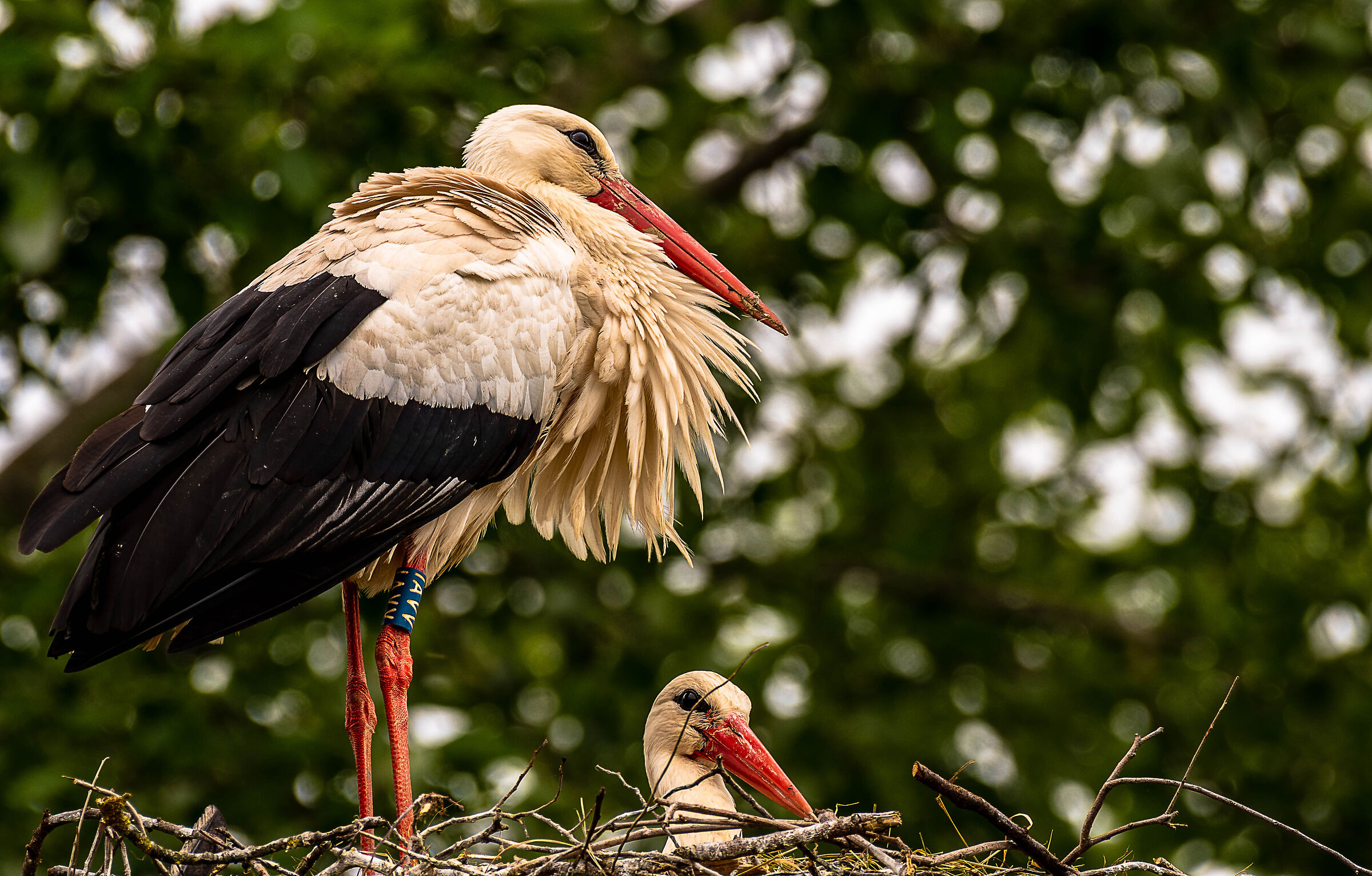 storks