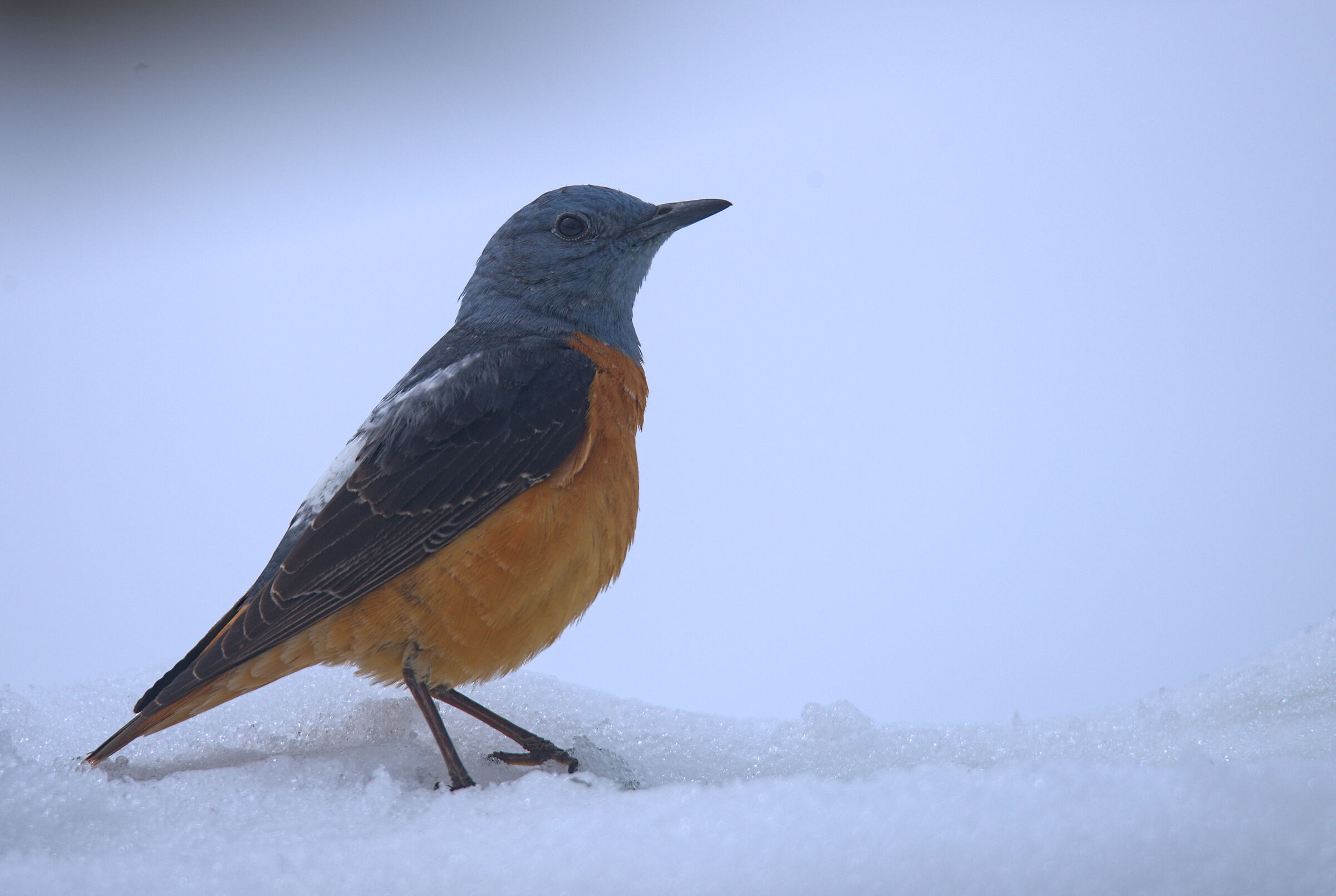 Male redstart in the snow