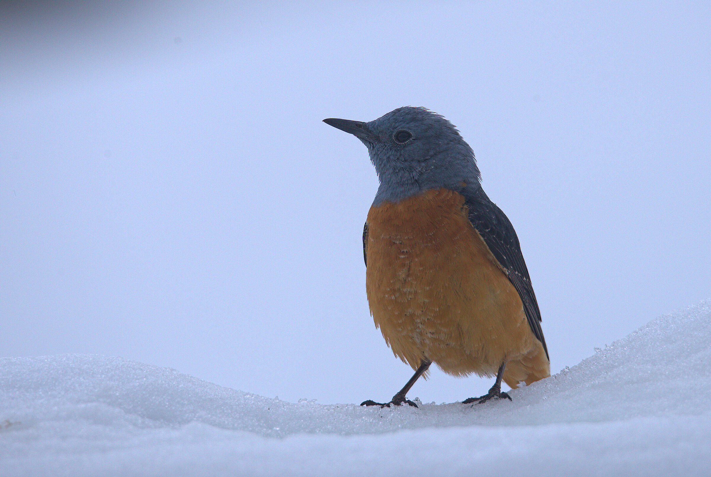 Male redstart in the snow