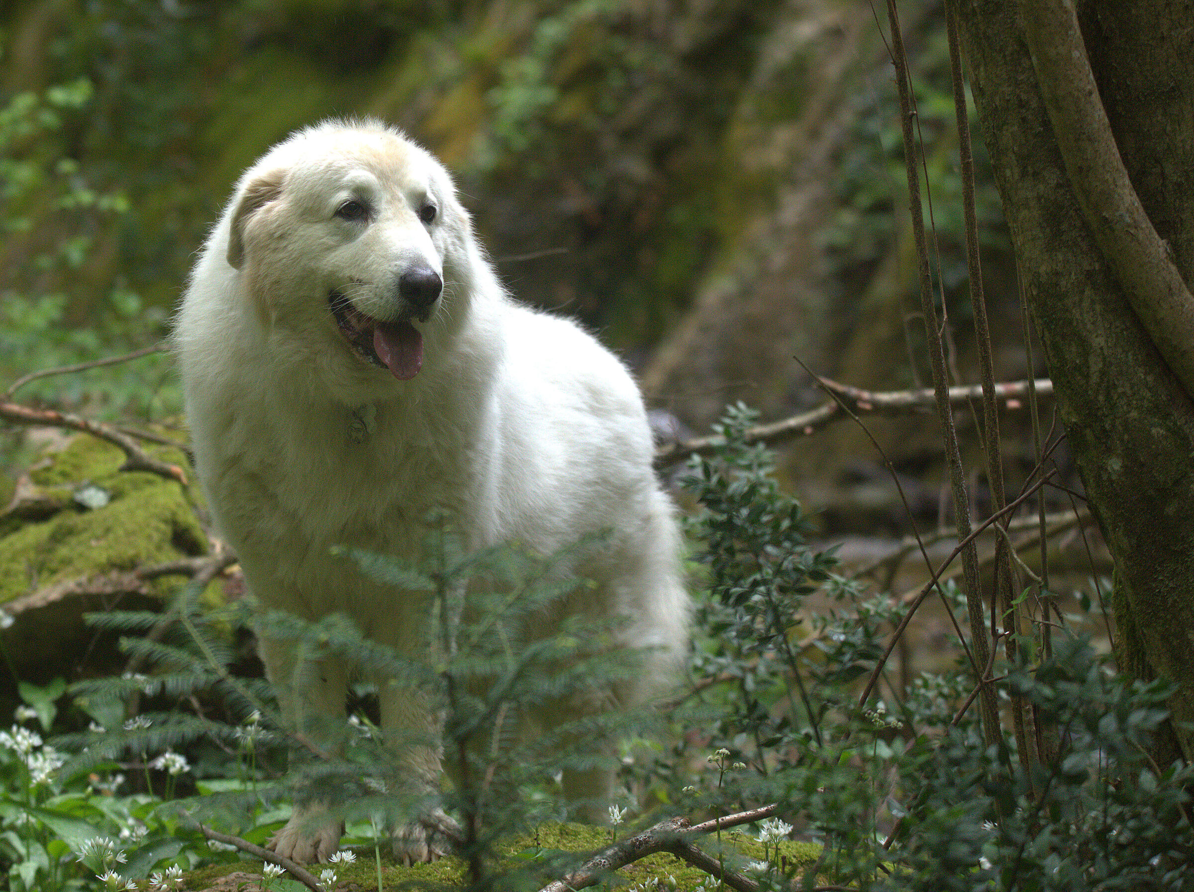 Abruzzo Shepherd