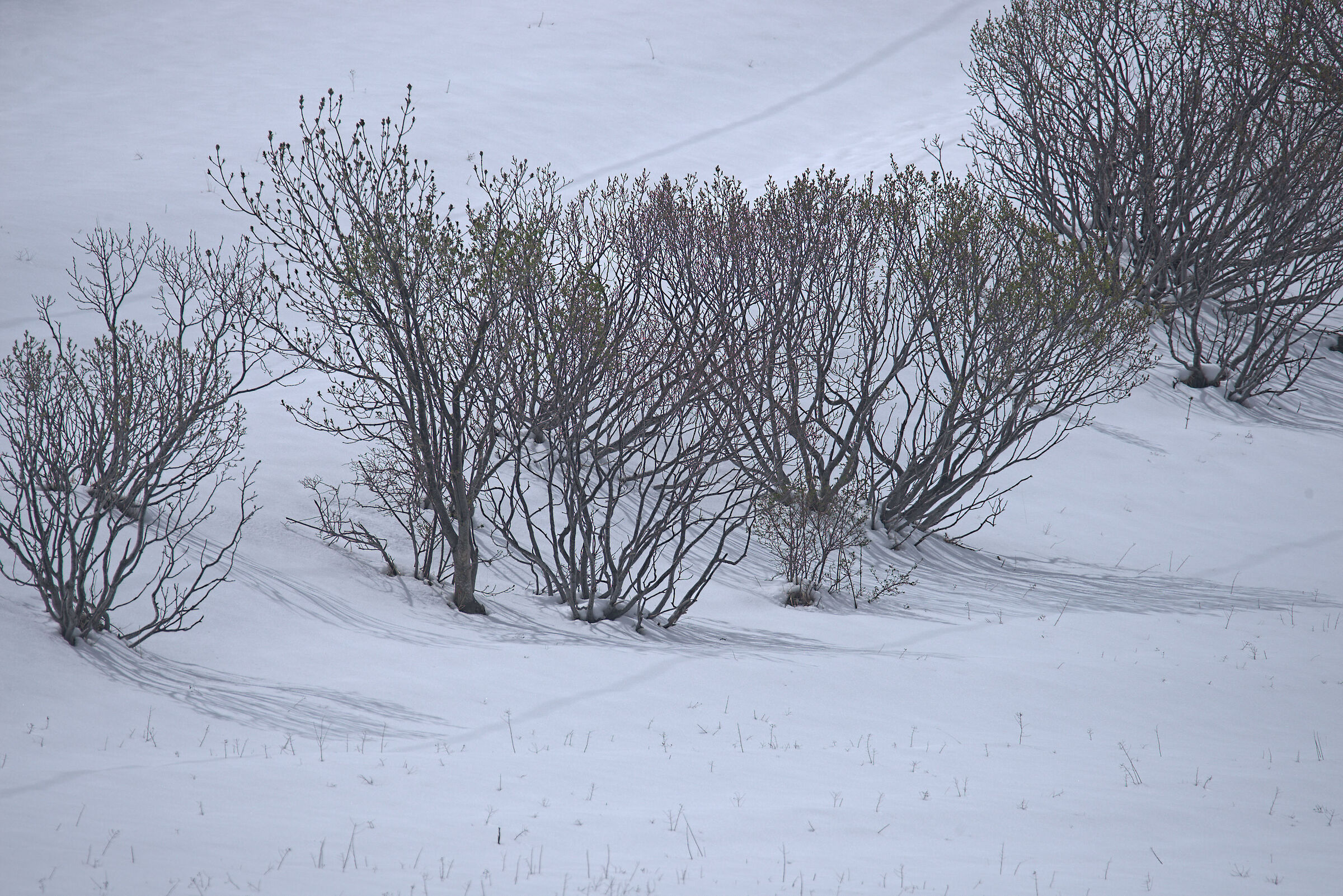 Trees under the snow