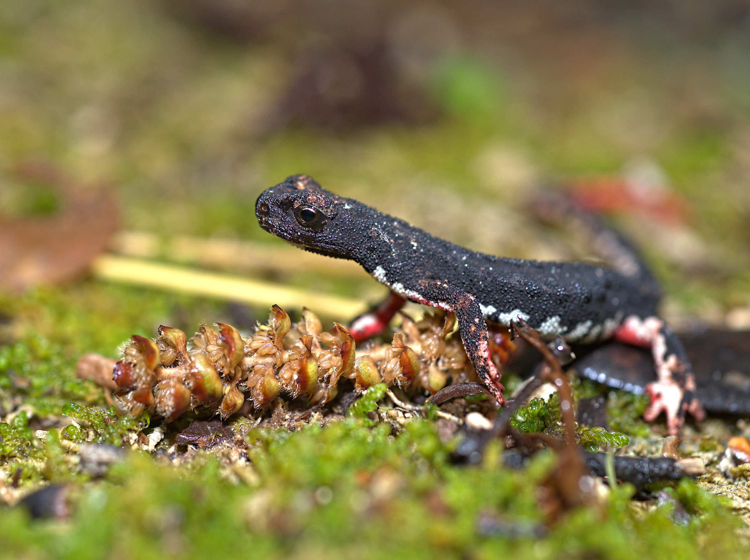 Spectacled salamander