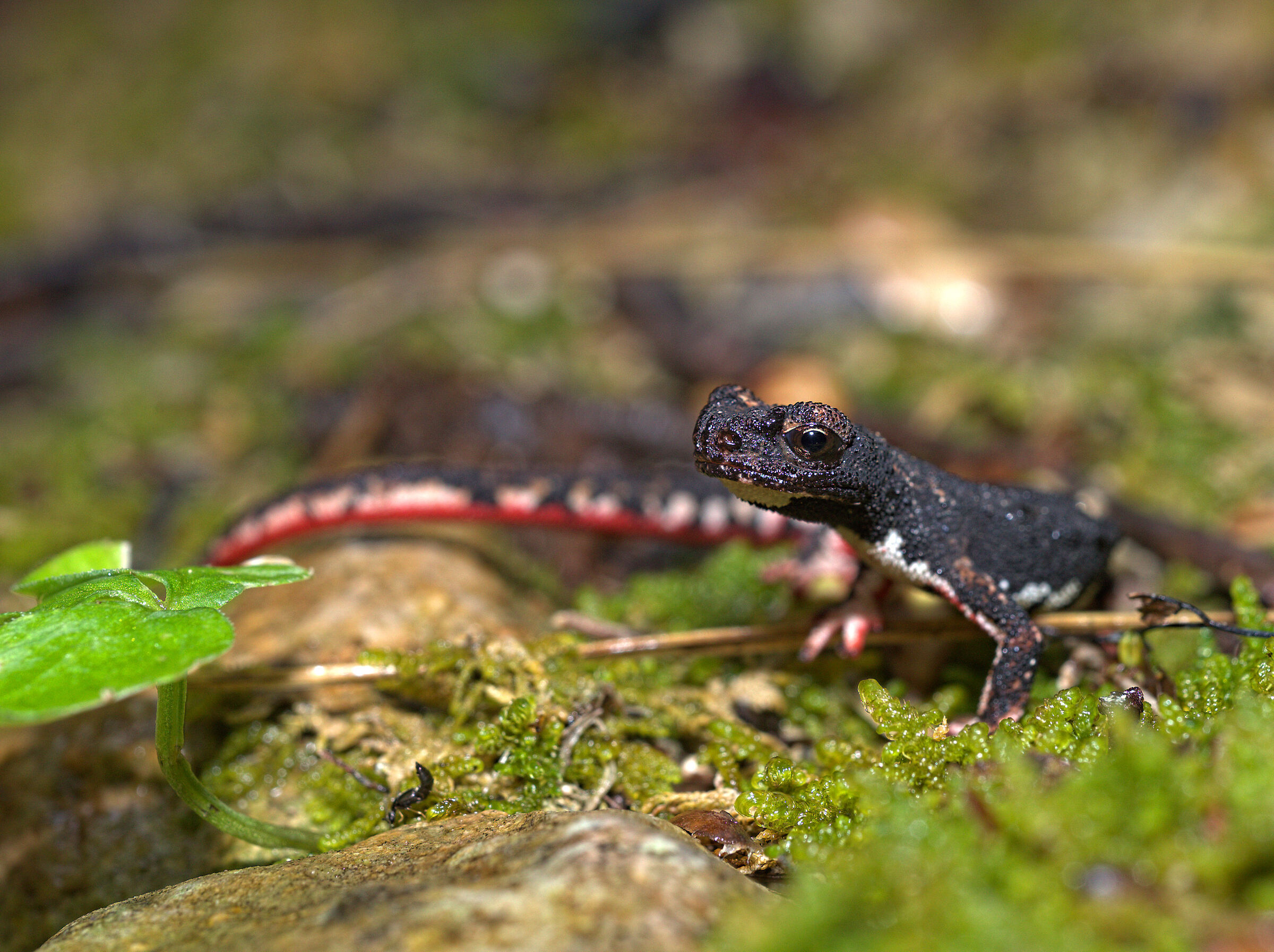 Spectacled salamander