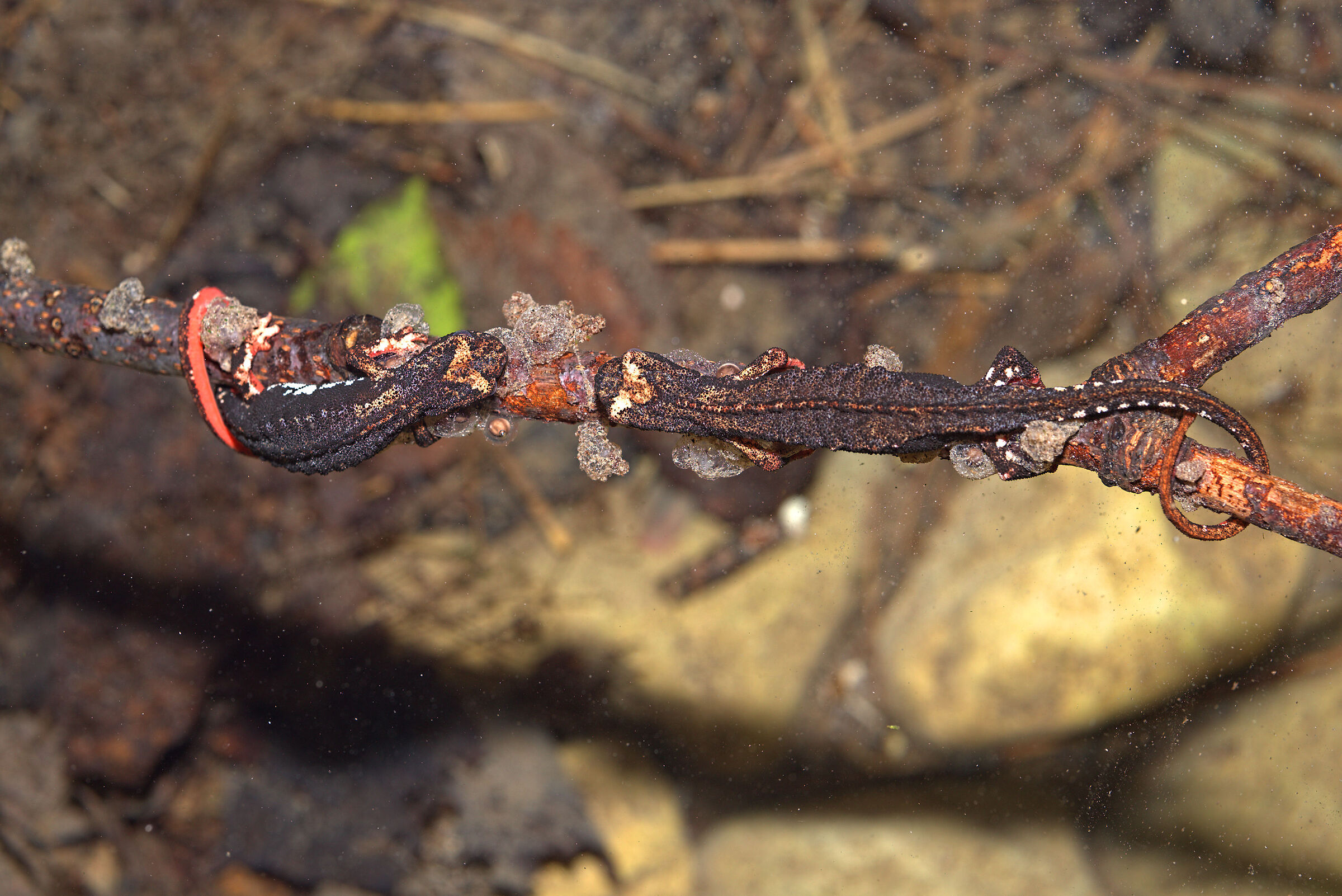 Spectacled salamander in deposition