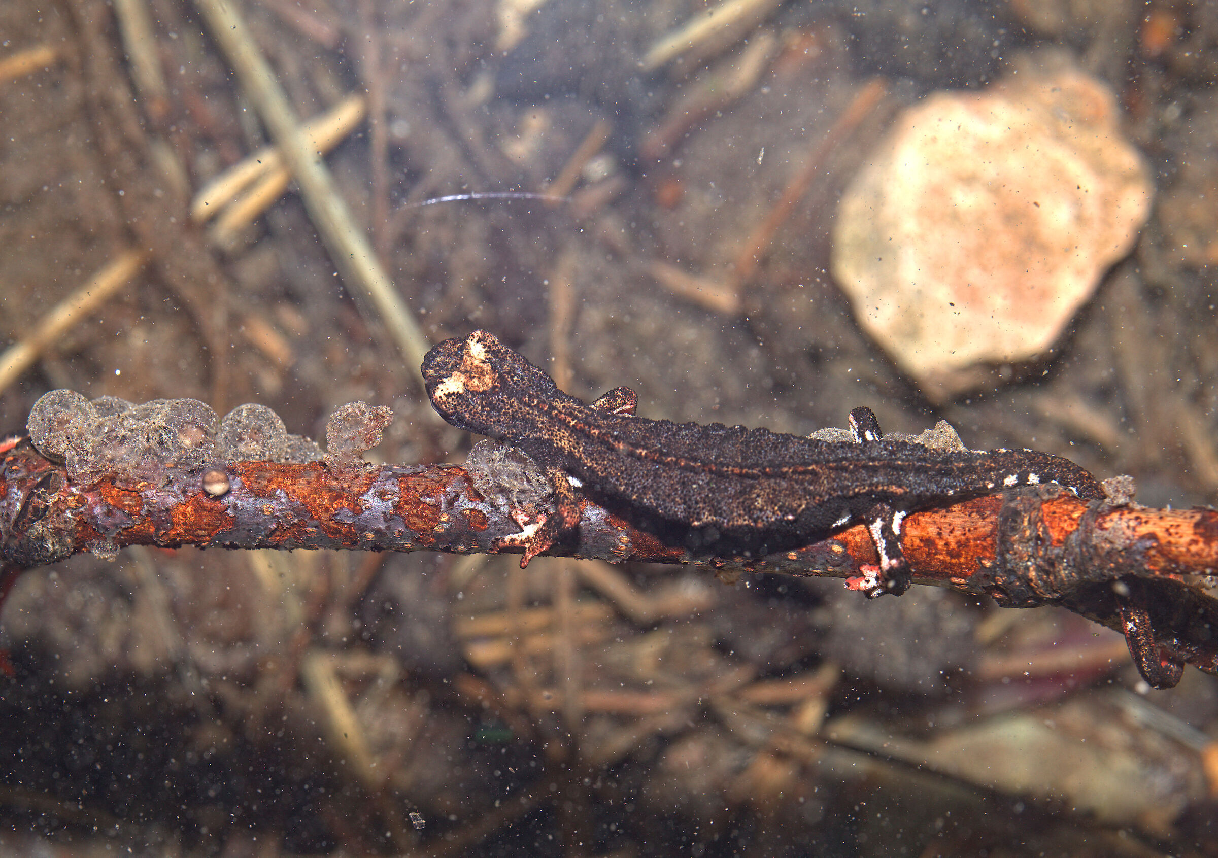 Spectacled salamander