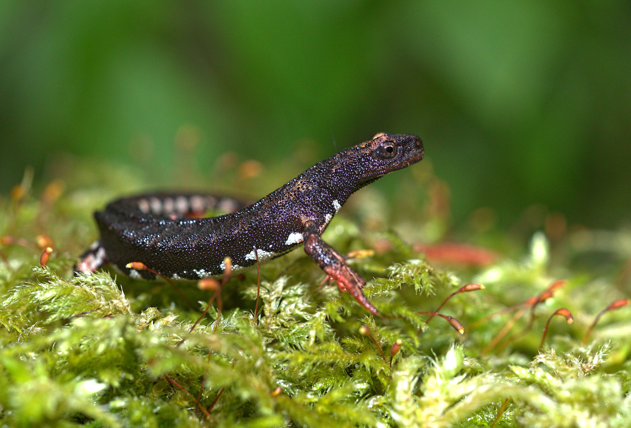 Spectacled salamander in deposition