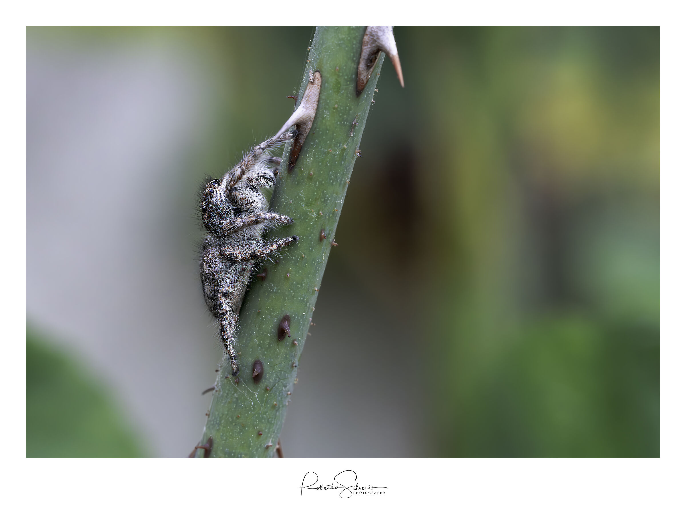 Spider