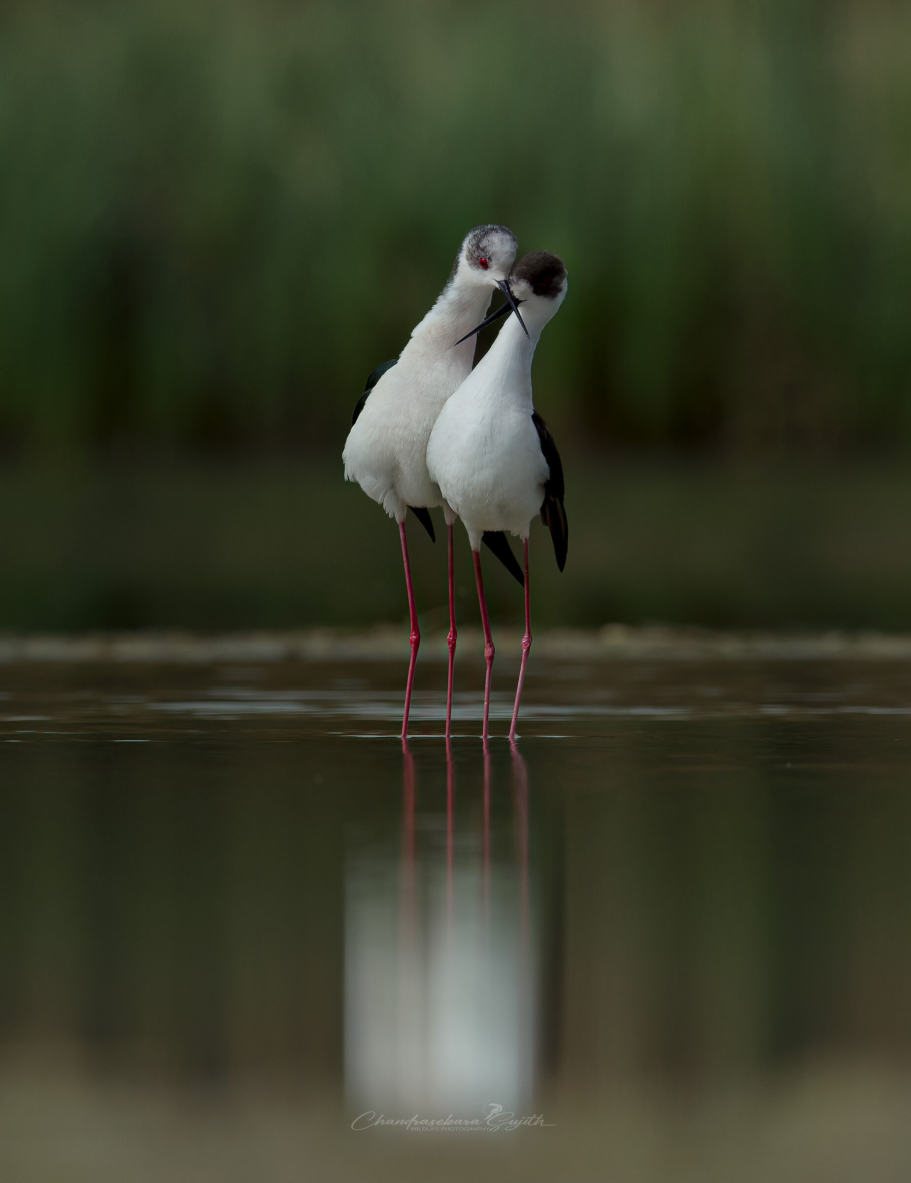 Cavaliere d'Italia M/F